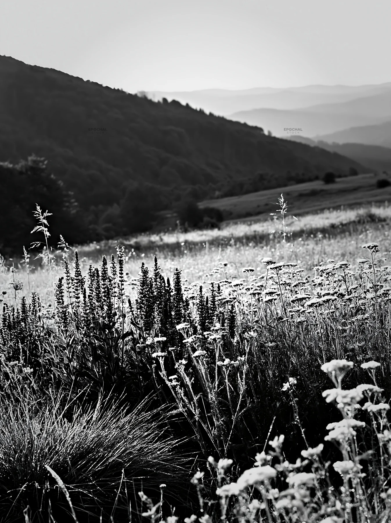 Rolling valley meadows under soft light in the afternoon - AI-generated stock image