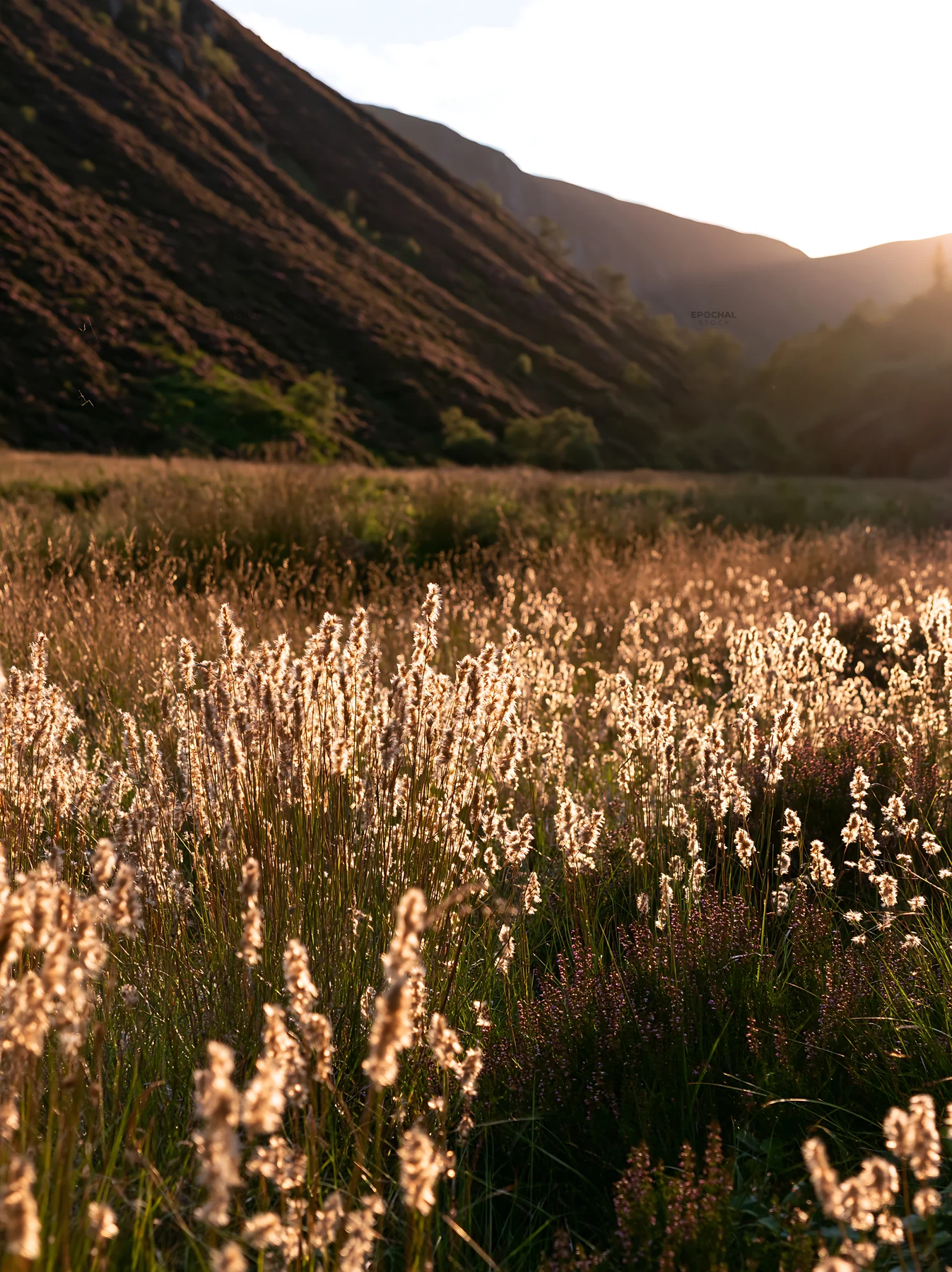 Meadow seedheads backlit at dusk in a quiet landscape - AI-generated stock image