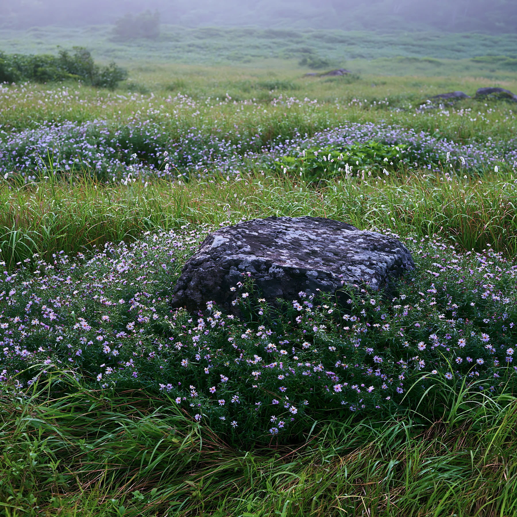 Aomori climate resilient meadow with boulder - AI-generated stock image