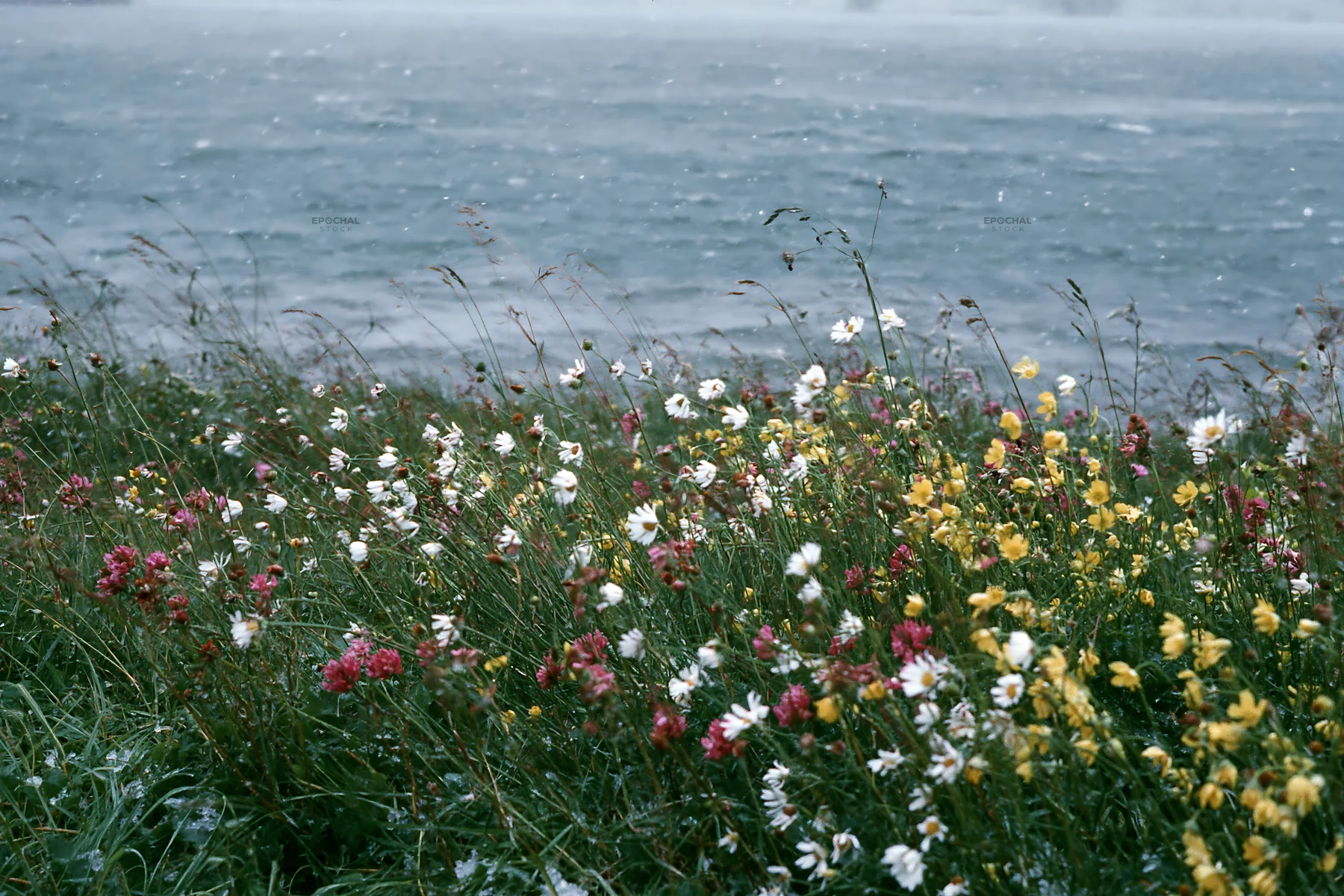 Snowy lakeside meadow with colorful flowers near water - AI-generated stock image