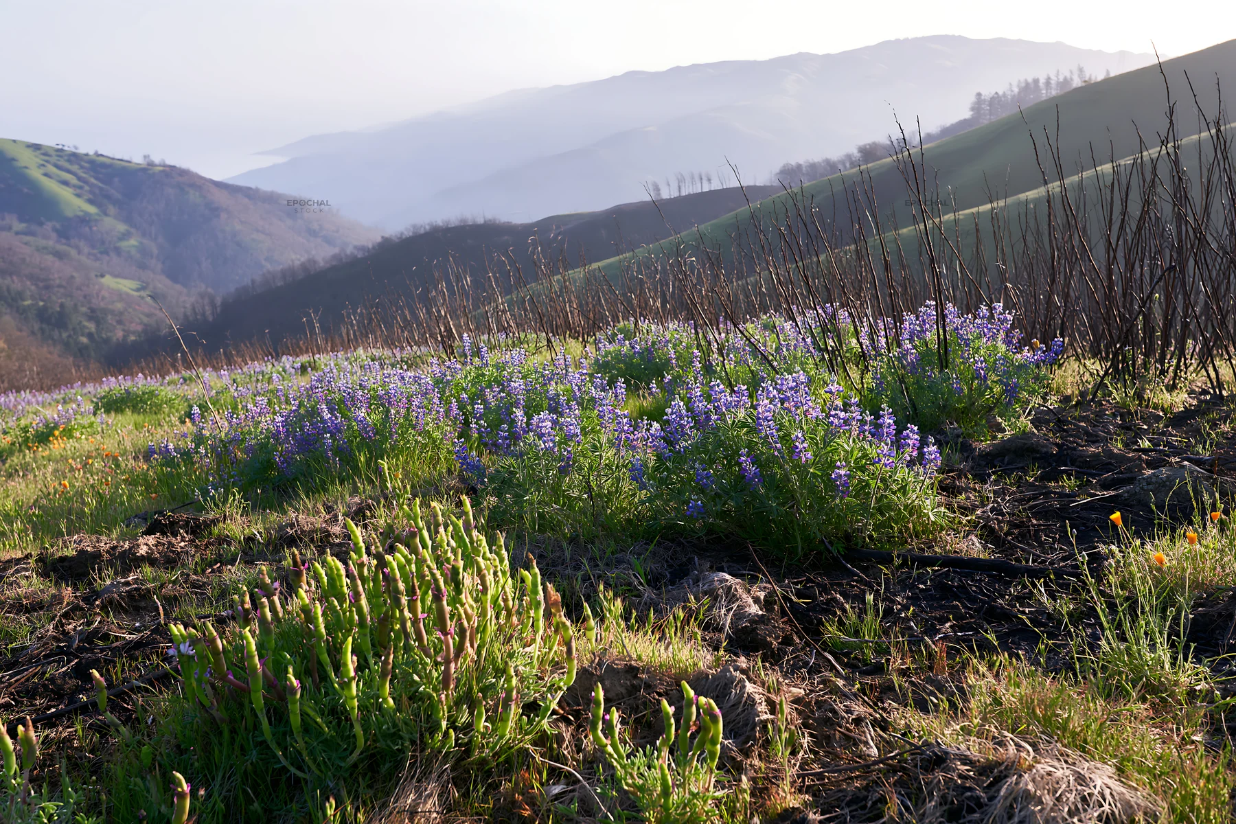 Vivid flowers in climate-resilient meadow in mid-morning light - AI-generated stock image