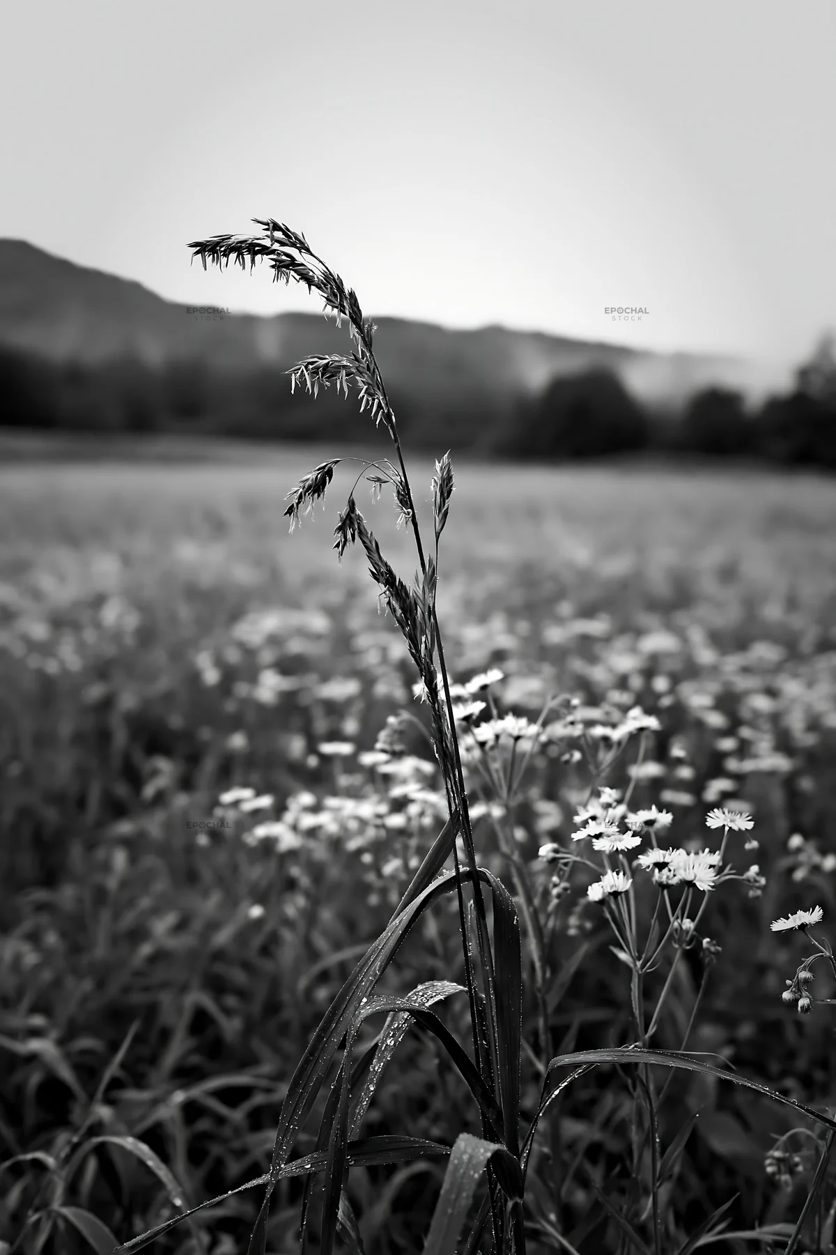 Black and white iwate rain refreshed meadow seedhead foreground - AI-generated stock image