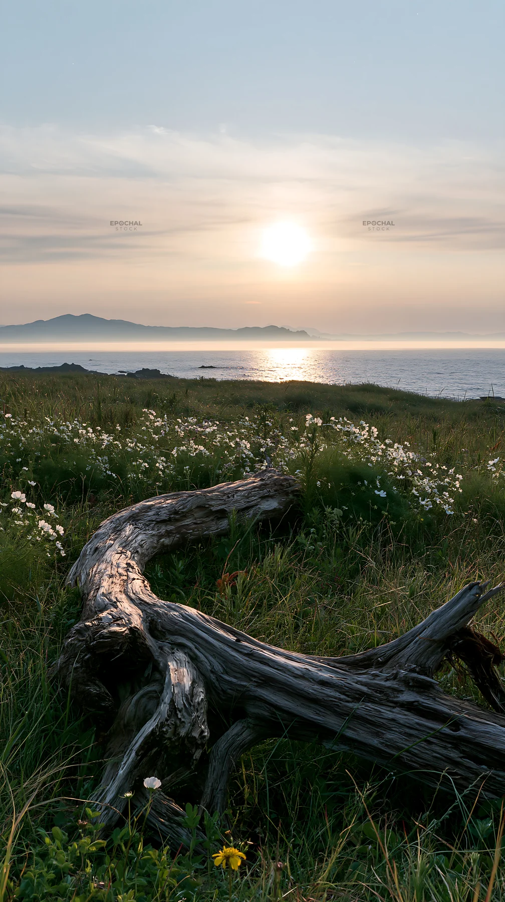 Nagasaki coastal meadow with driftwood at sunset - AI-generated stock image