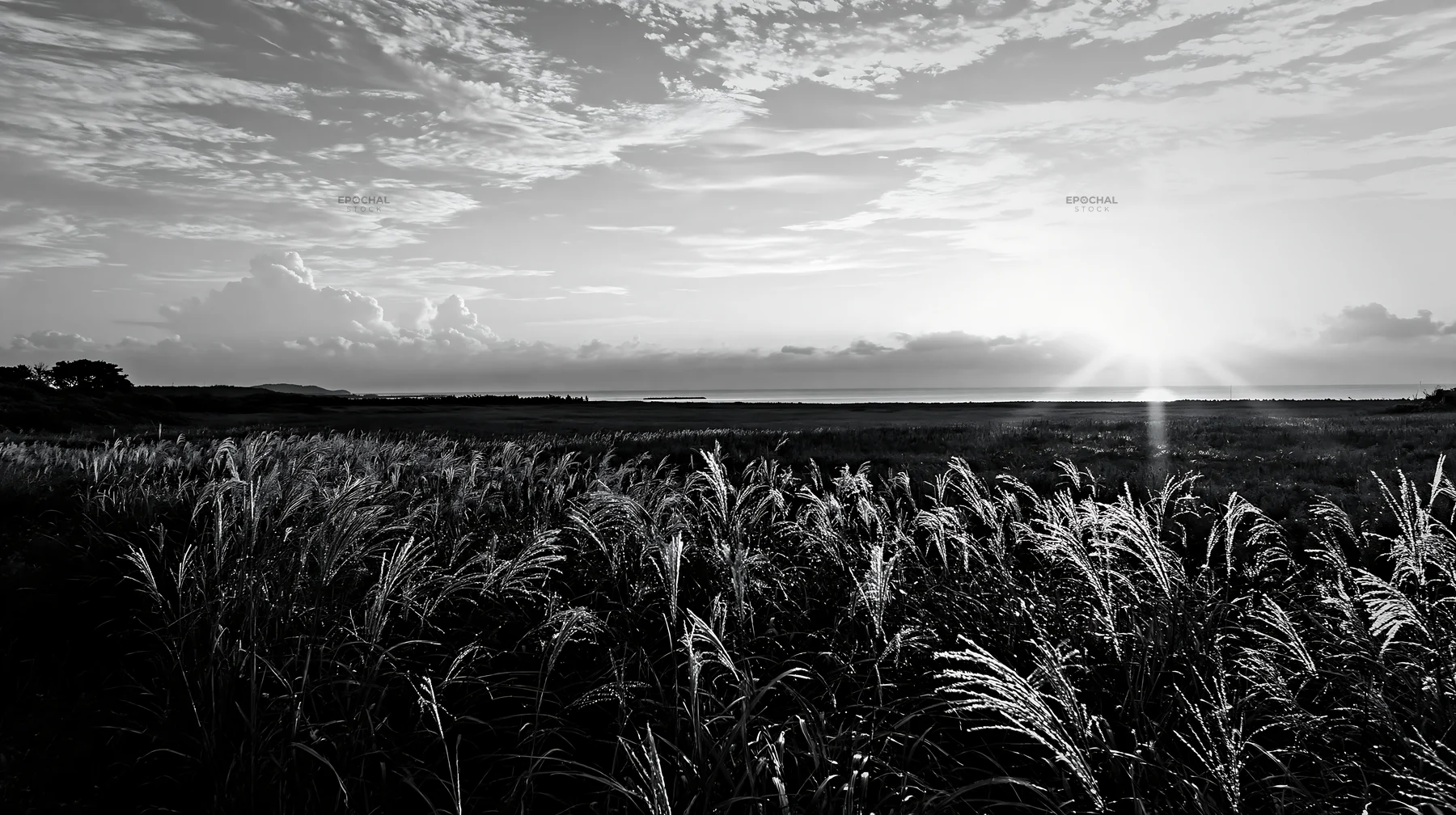 Black and white miyazaki sunrise meadow dew covered sedges - AI-generated stock image