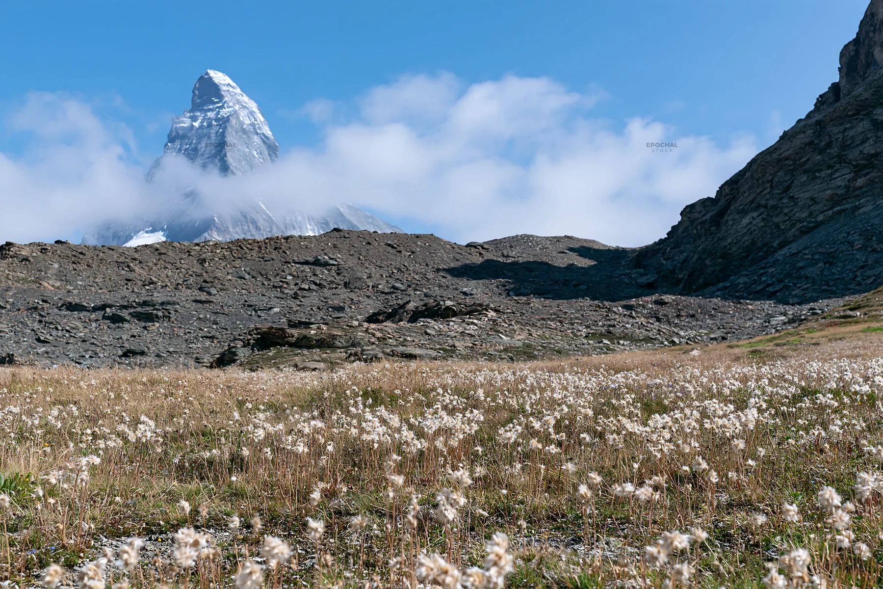 Matterhorn alpine wildflower meadow in summer - AI-generated stock image