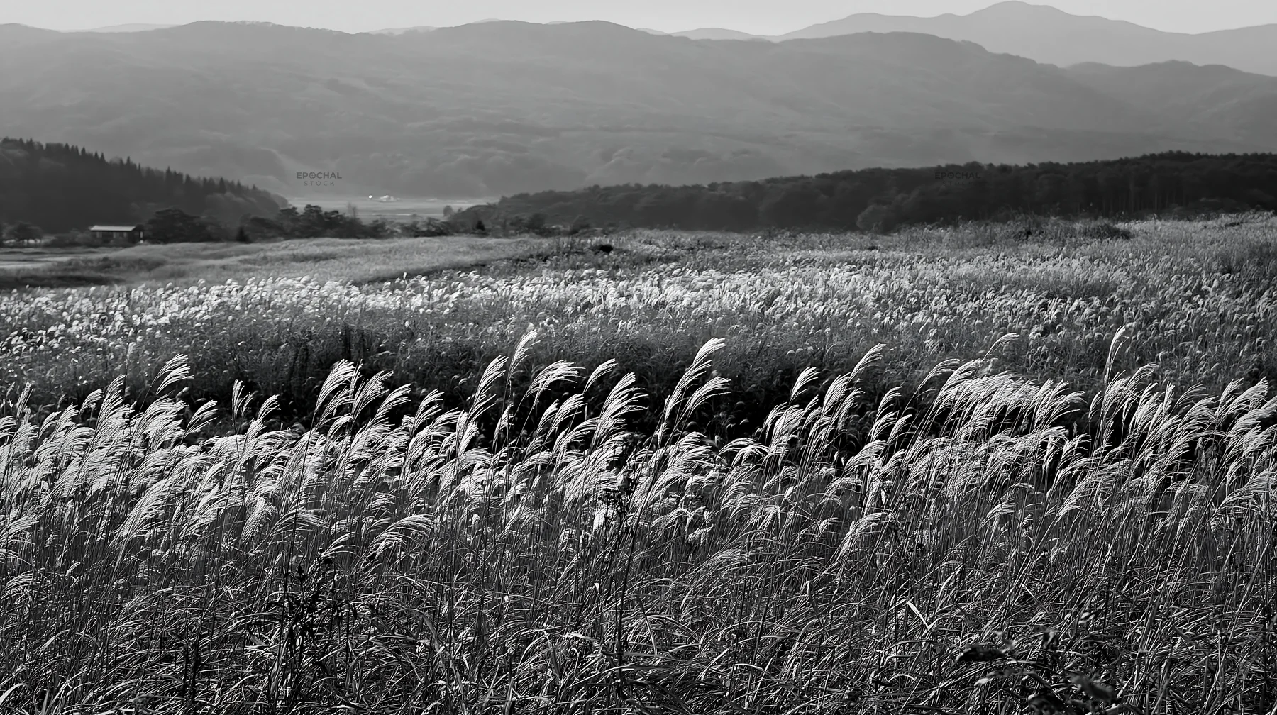 Black and white iwate rain refreshed meadow seedhead foreground - AI-generated stock image