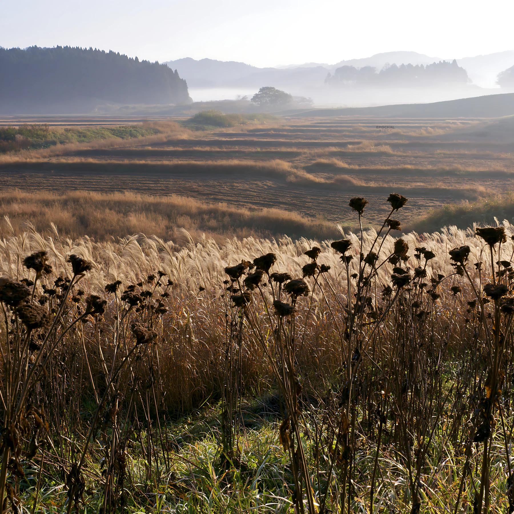 Aichi restored meadow autumn seedheads foreground - AI-generated stock image