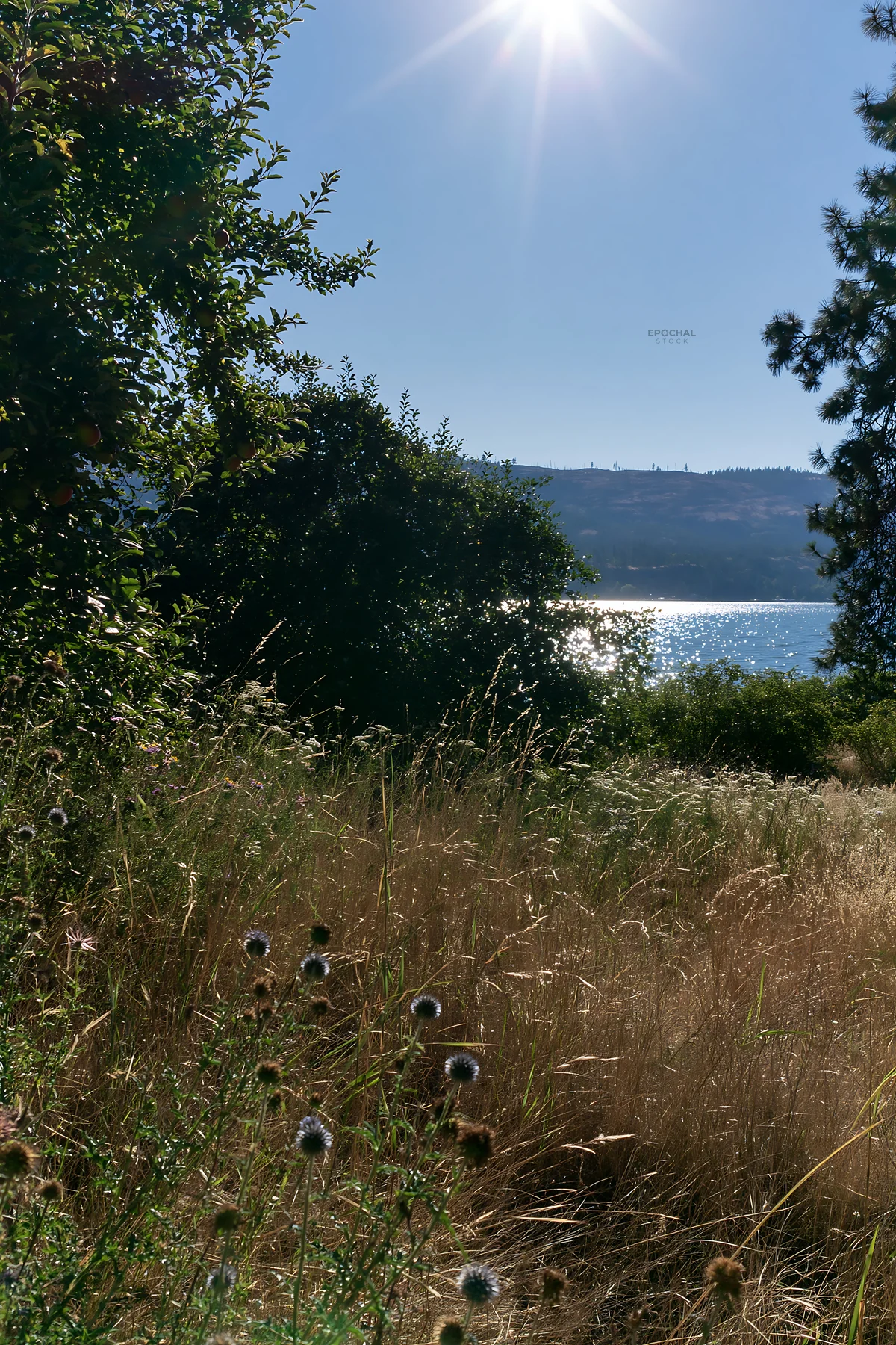 Lakeshore apple meadow with sun shining over water - AI-generated stock image
