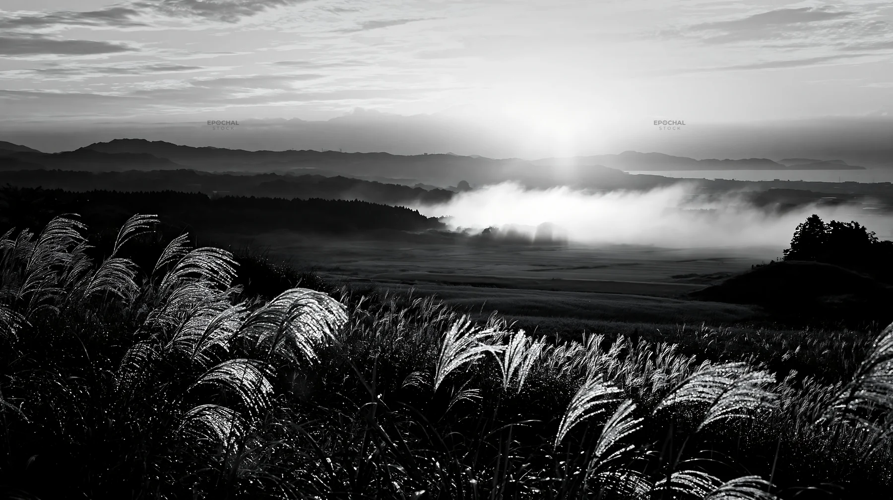 Black and white miyazaki sunrise meadow dew covered sedges in morning light - AI-generated stock image