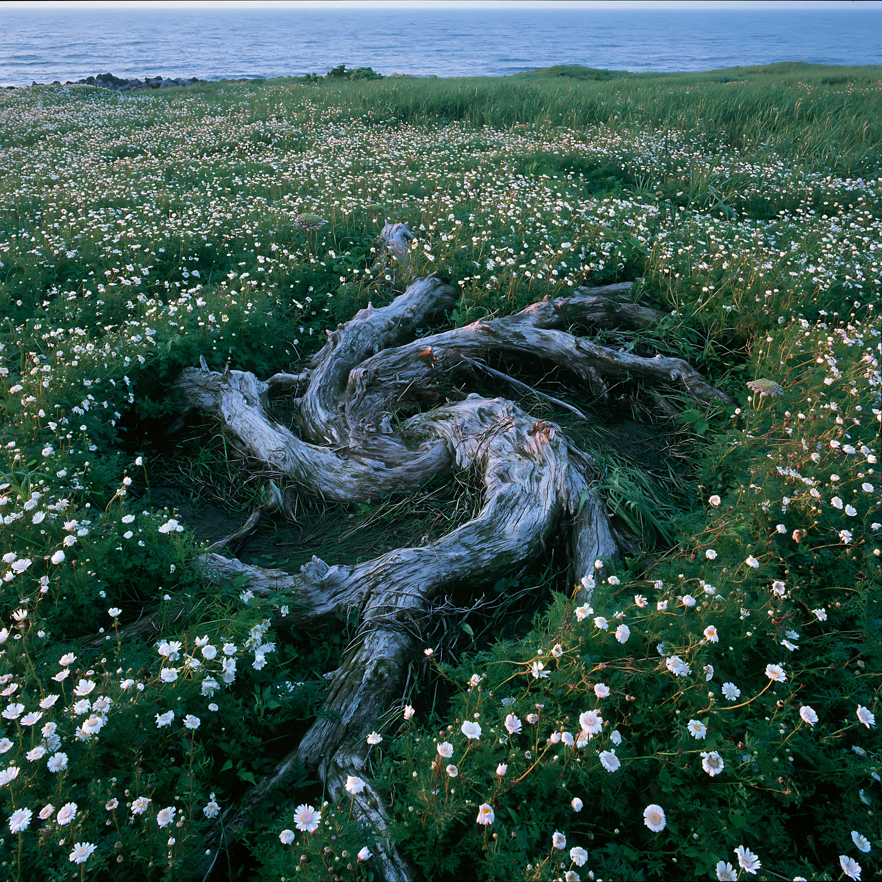 Ishikawa coastal meadow storm washed driftwood surrounded by flowers - AI-generated stock image