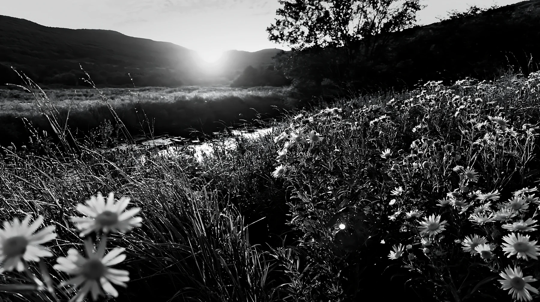 High contrast flower meadow beside brook at sunset - AI-generated stock image