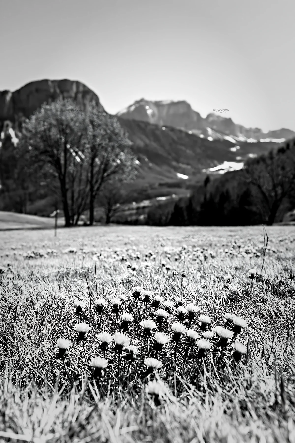 Black and white dandelion orchard meadow with mountains under a clear sky - AI-generated stock image