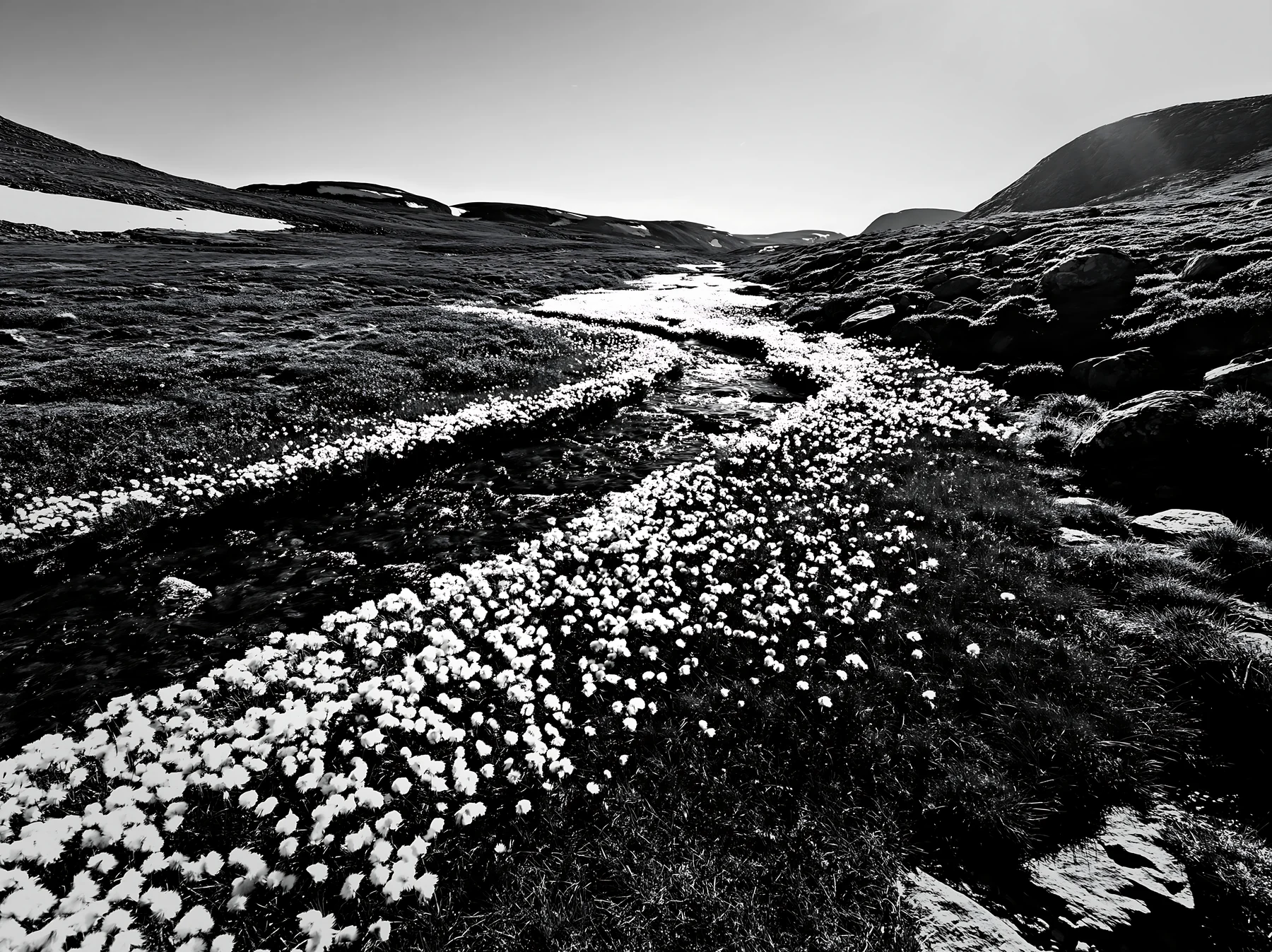 High contrast meadow with watercourse and white flowers - AI-generated stock image