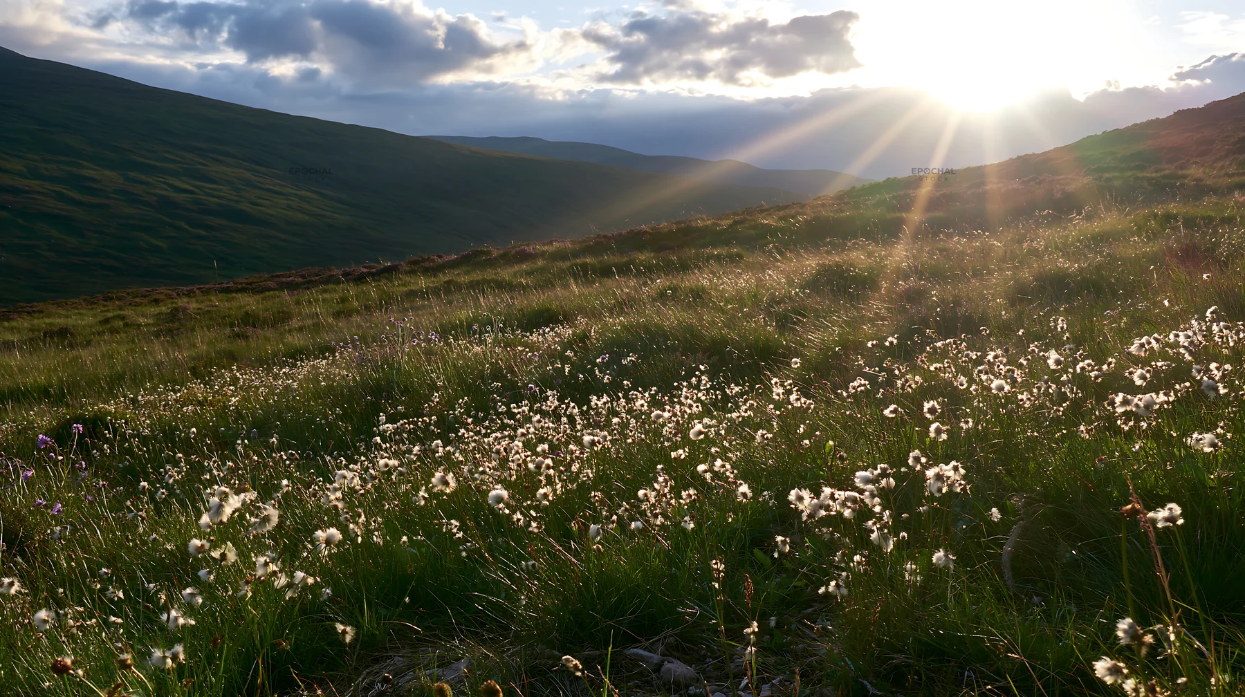 Crepuscular rays shine over a meadow of flowering plants - AI-generated stock image