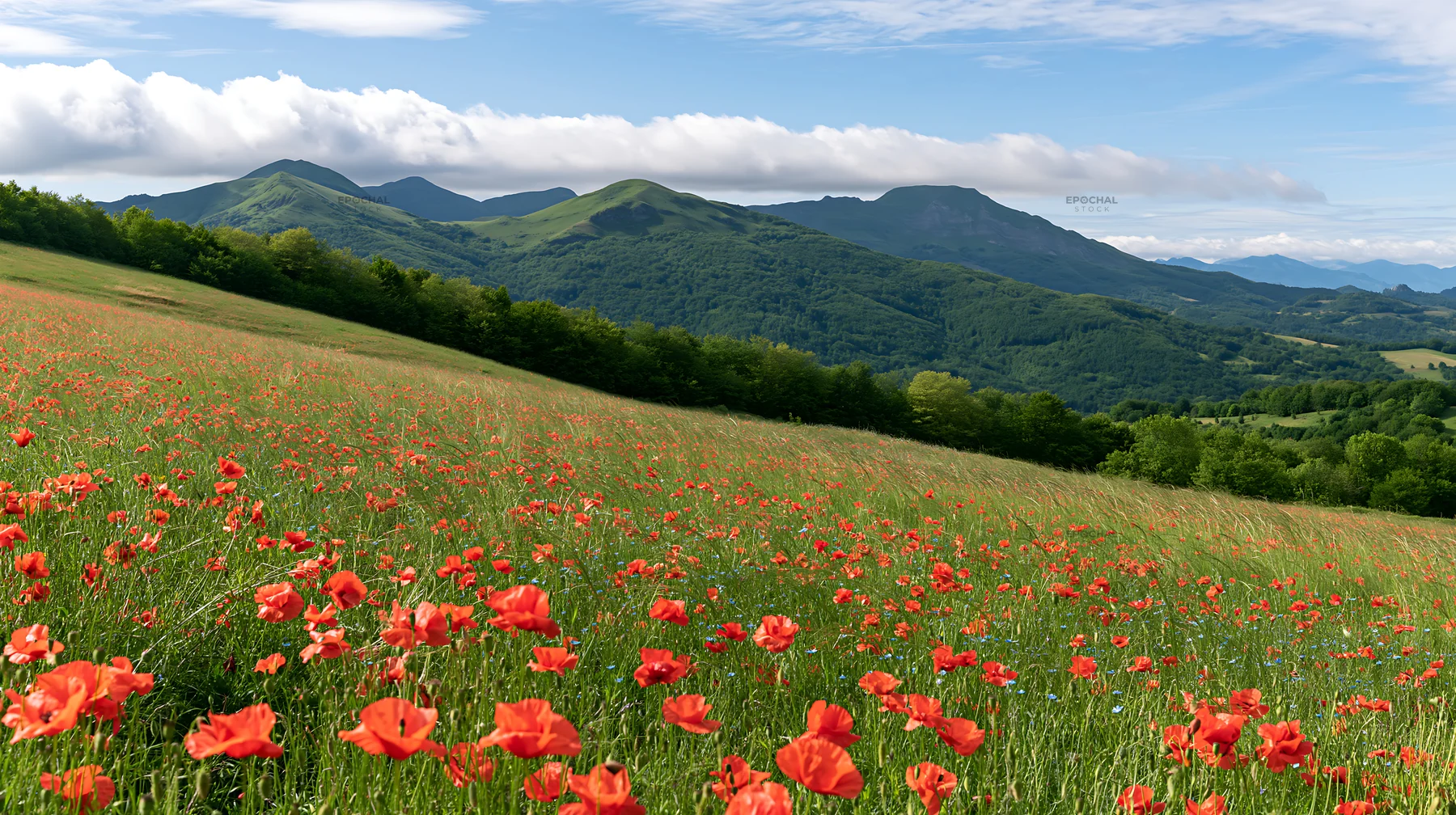 Poppy flax meadow with mountains under blue sky - AI-generated stock image
