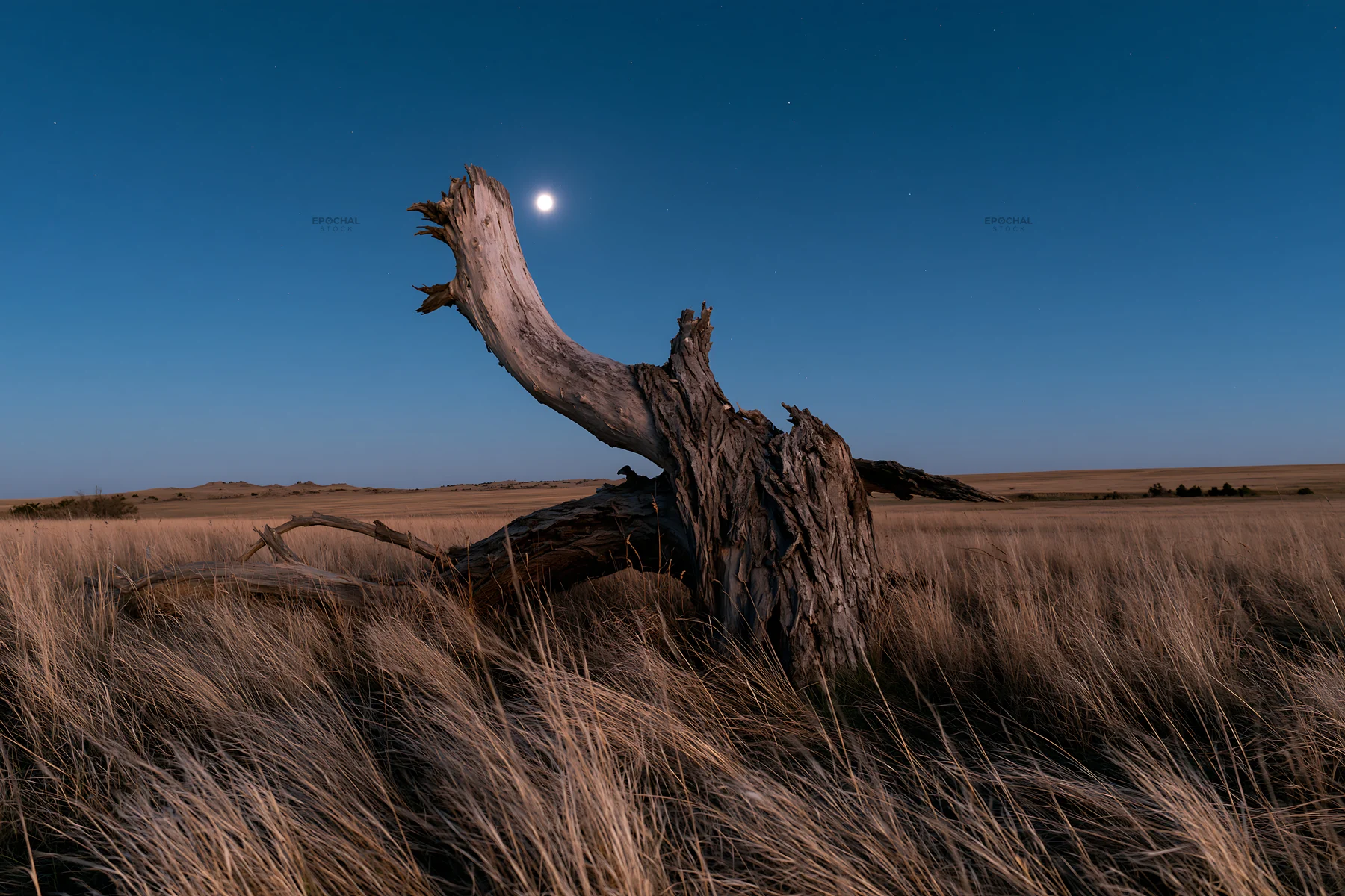 Weathered log in a meadow under the moonlight - AI-generated stock image