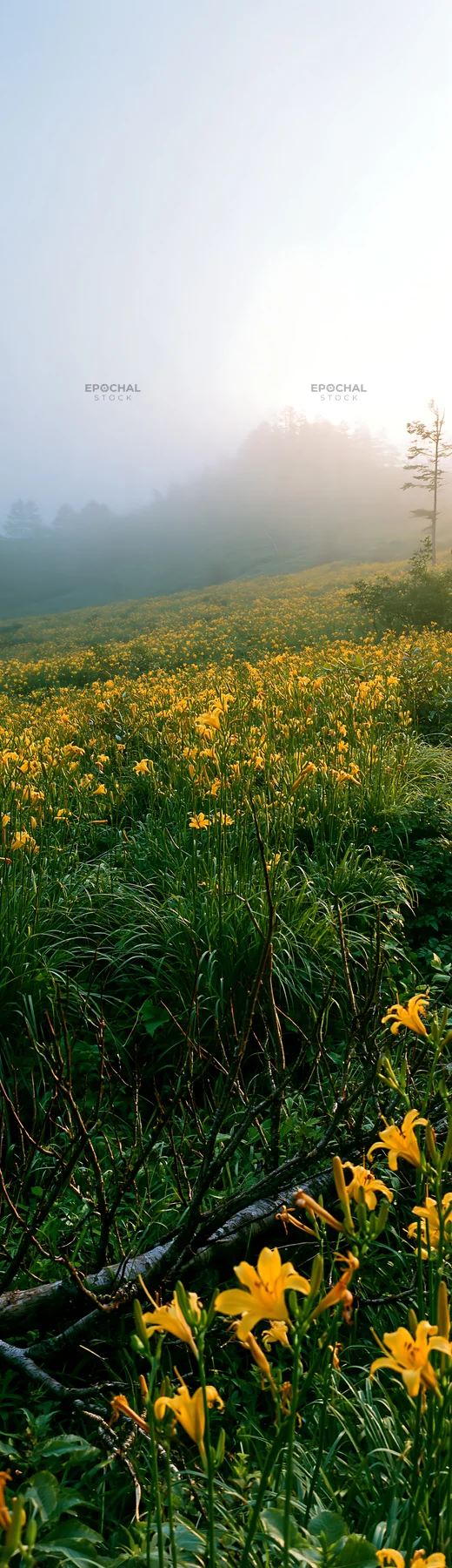 Yamagata rewilded meadow with fallen branch and yellow flowers - AI-generated stock image