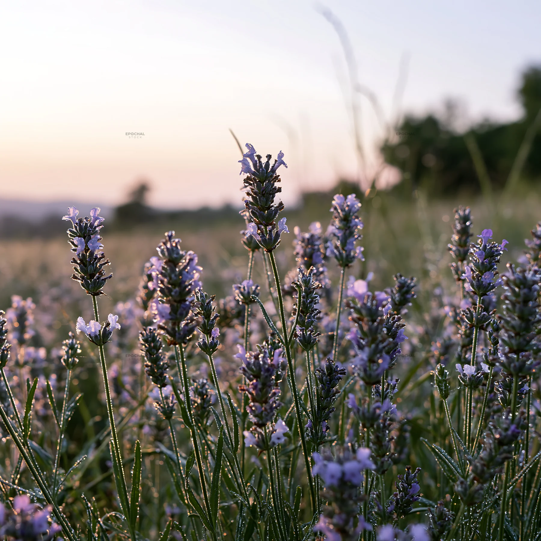 Colorful lavender meadow at sunset in the countryside - AI-generated stock image