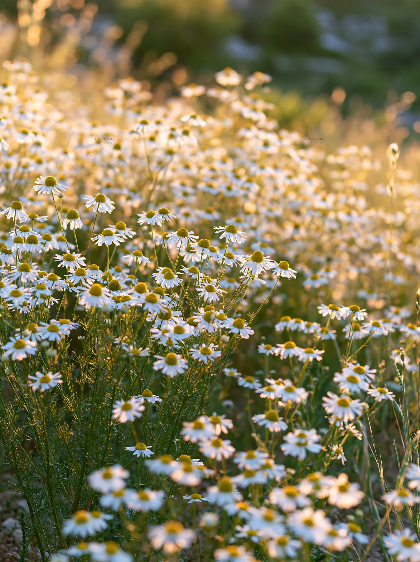 Chamomile flowers in a sunny meadow for wellness use - AI-generated stock image