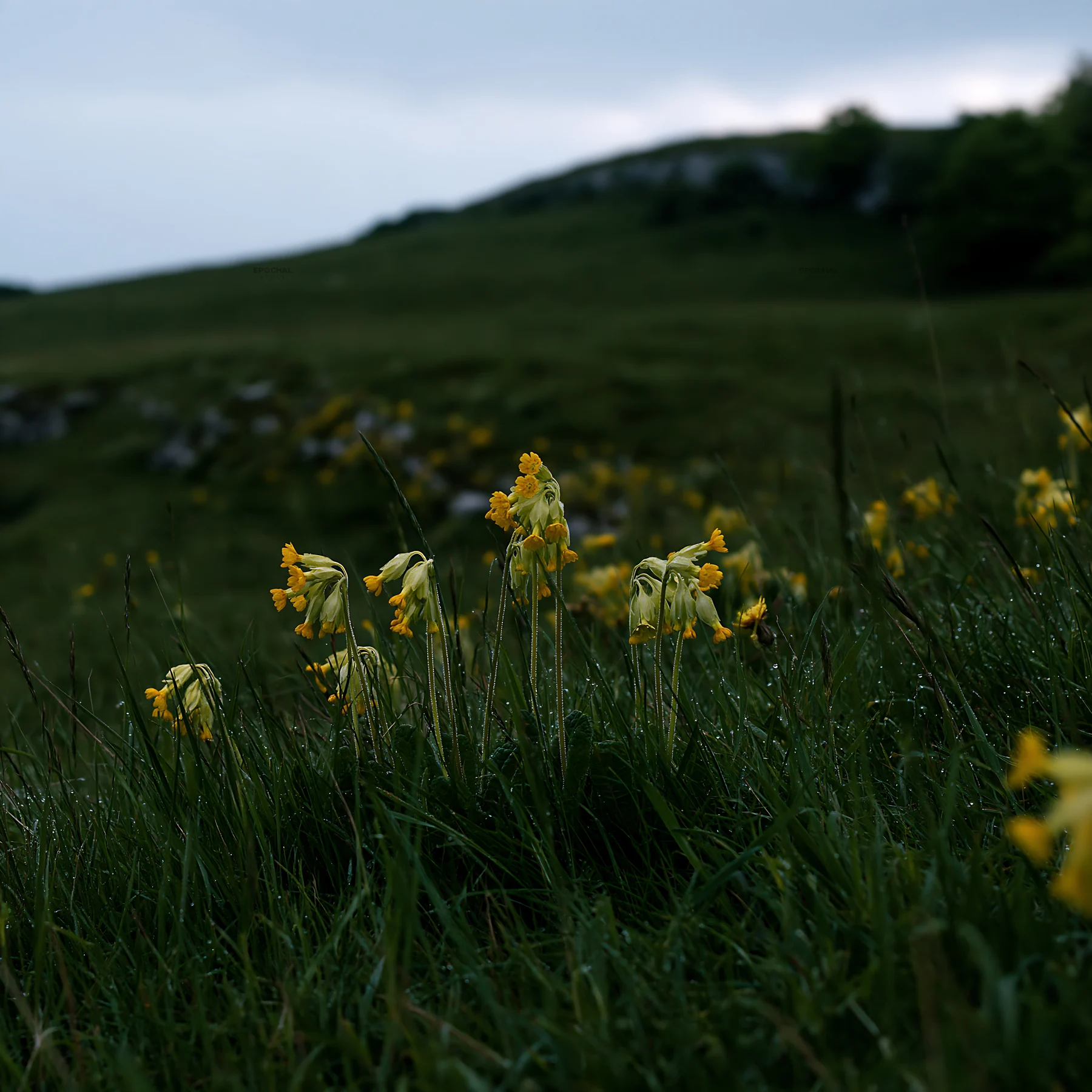 Cloudy meadow with yellow flowers in a natural landscape - AI-generated stock image