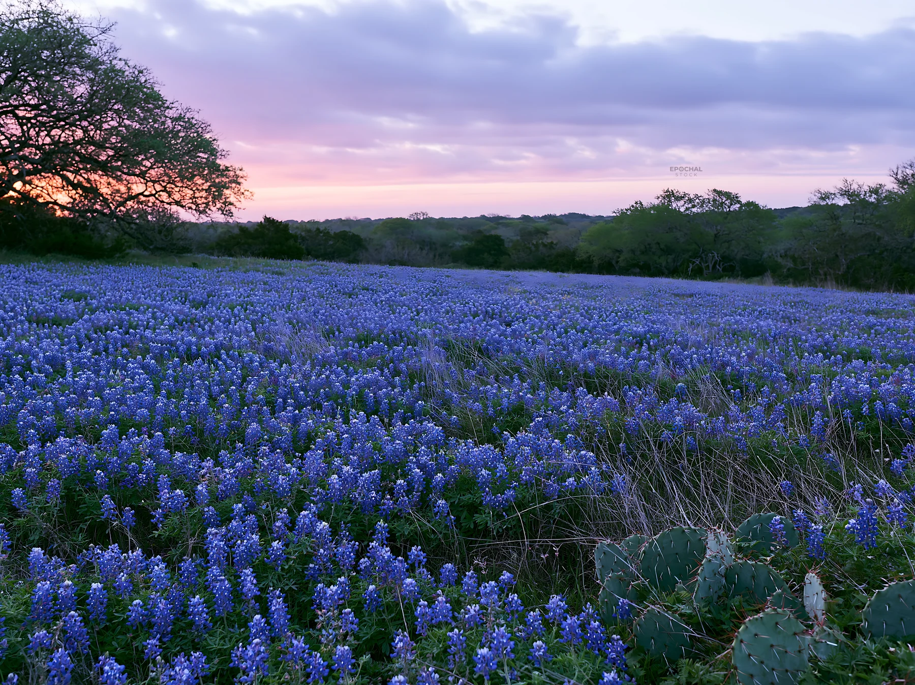 Bluebonnet meadow at sunrise in Texas - AI-generated stock image