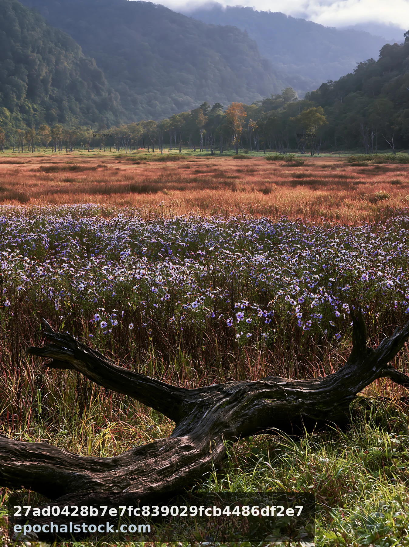 Yamagata rewilded meadow fallen branch foreground - AI-generated stock image