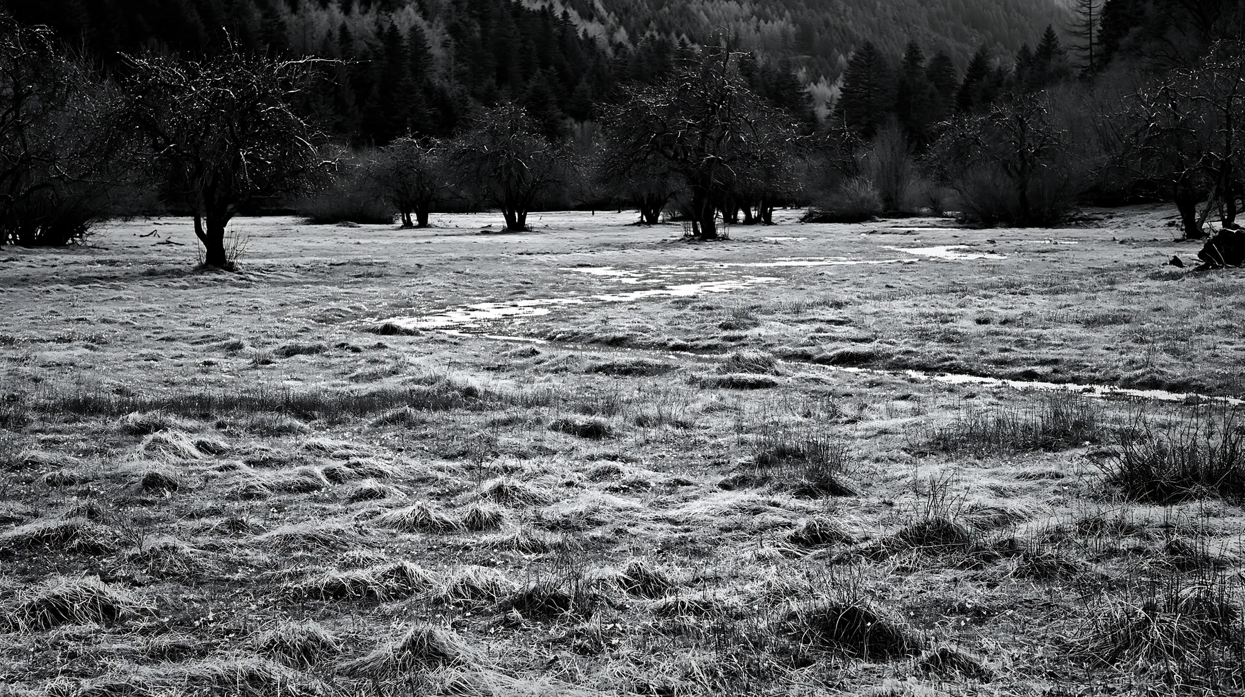 Valley apple meadow with trees and grass in monochrome setting - AI-generated stock image