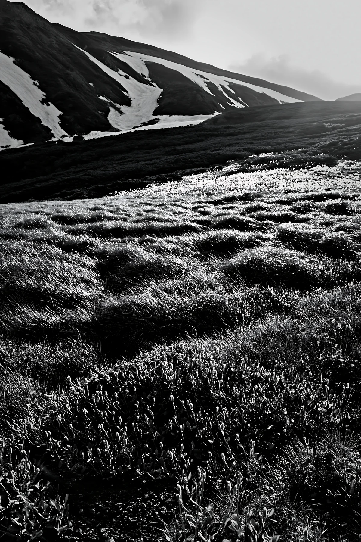 Black and white akita snowmelt meadow with silver grasses bathed in sunlight - AI-generated stock image