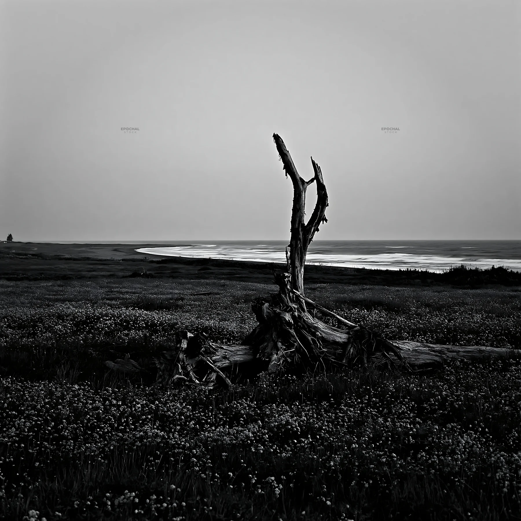Black and white ishikawa coastal meadow storm washed driftwood in purple flowers - AI-generated stock image
