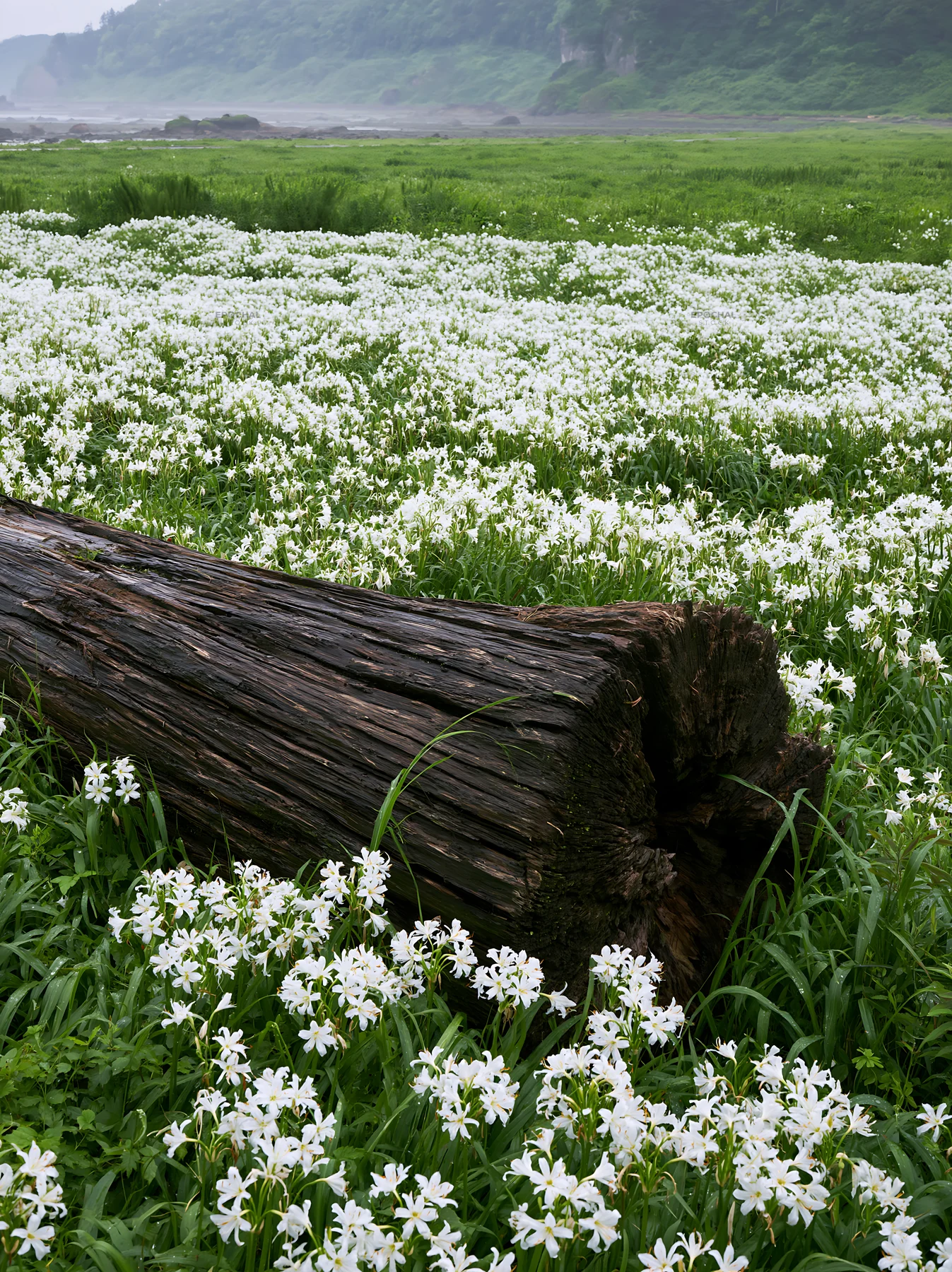 Driftwood among wildflowers in Nagasaki coastal meadow - AI-generated stock image
