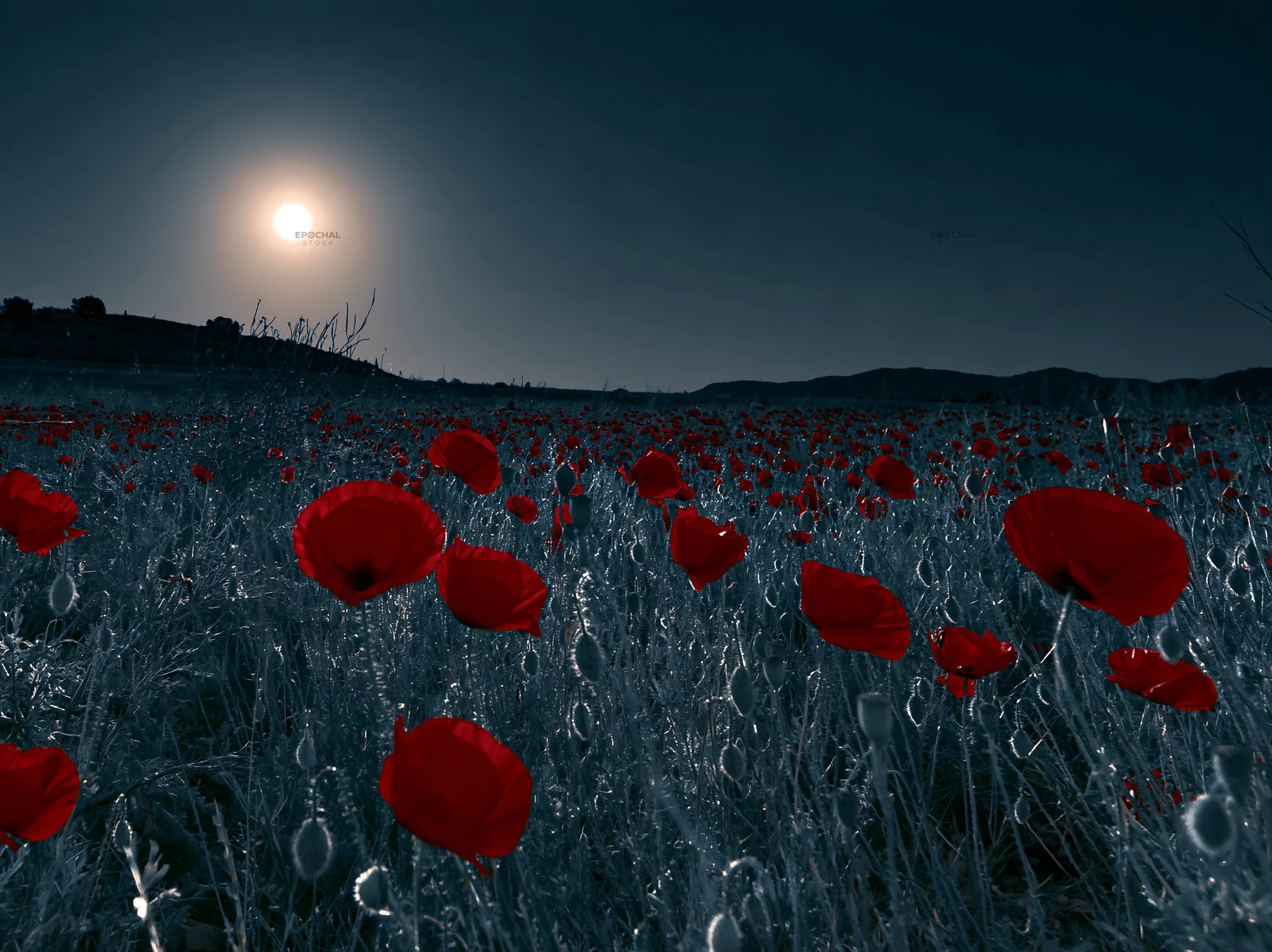 Colorful poppy meadow under a bright moon in the evening - AI-generated stock image