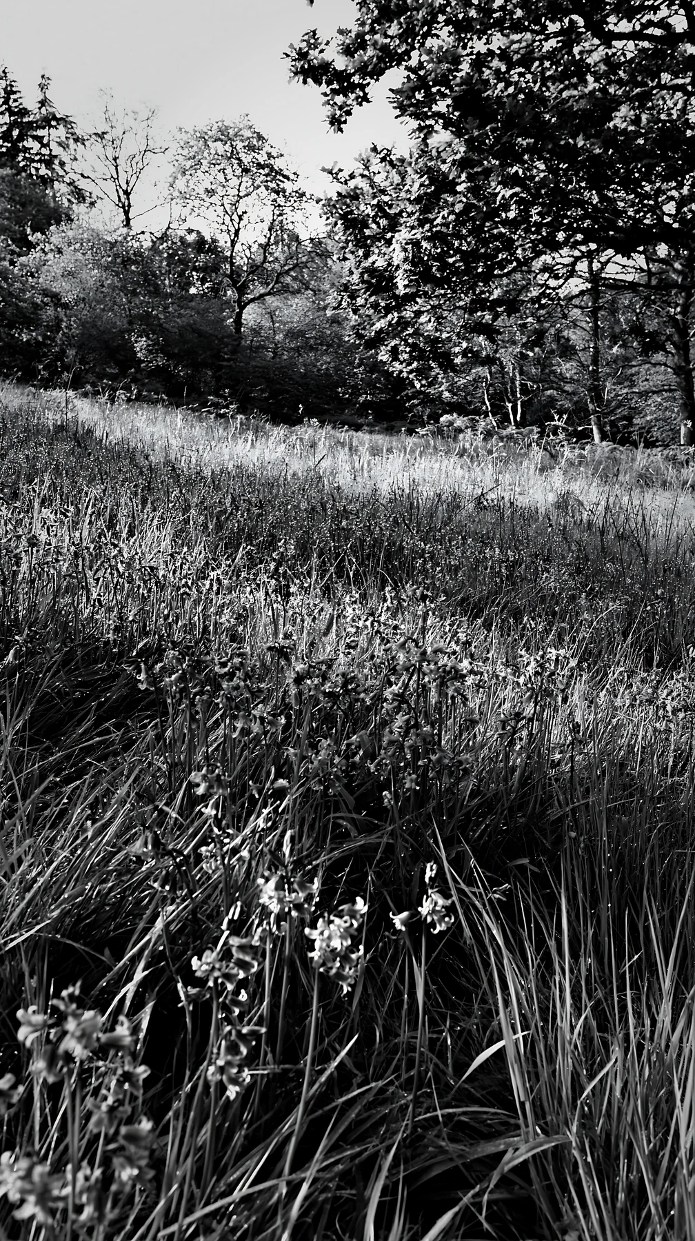 Meadow at the edge of a forest during daytime - AI-generated stock image