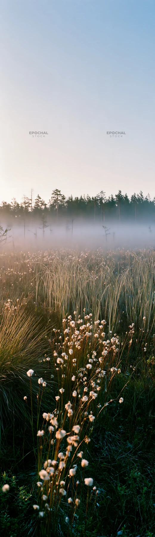 Cottongrass meadow at sunrise with mist and soft light - AI-generated stock image