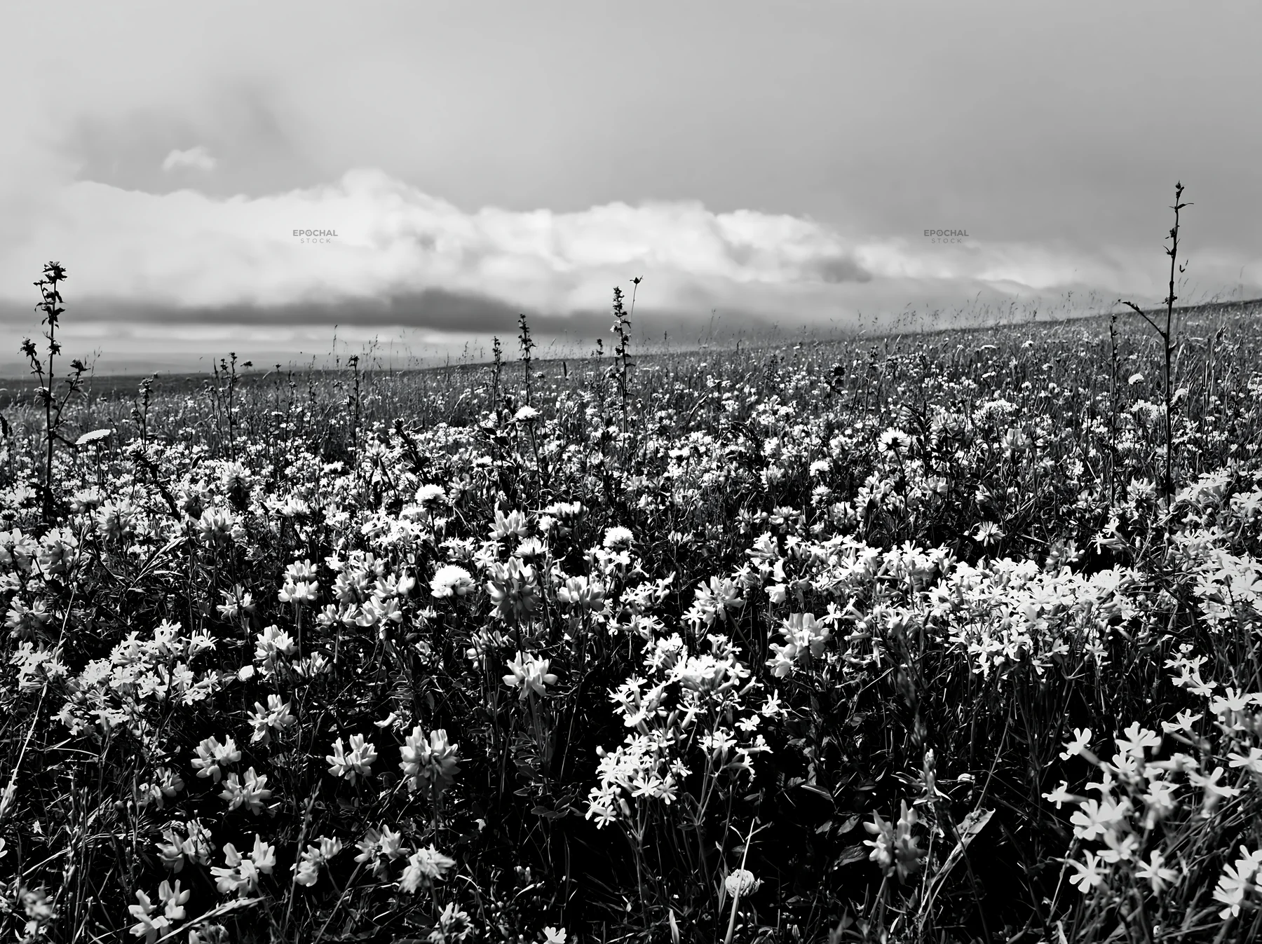 Cloudy dry flower meadow with diverse blooms - AI-generated stock image