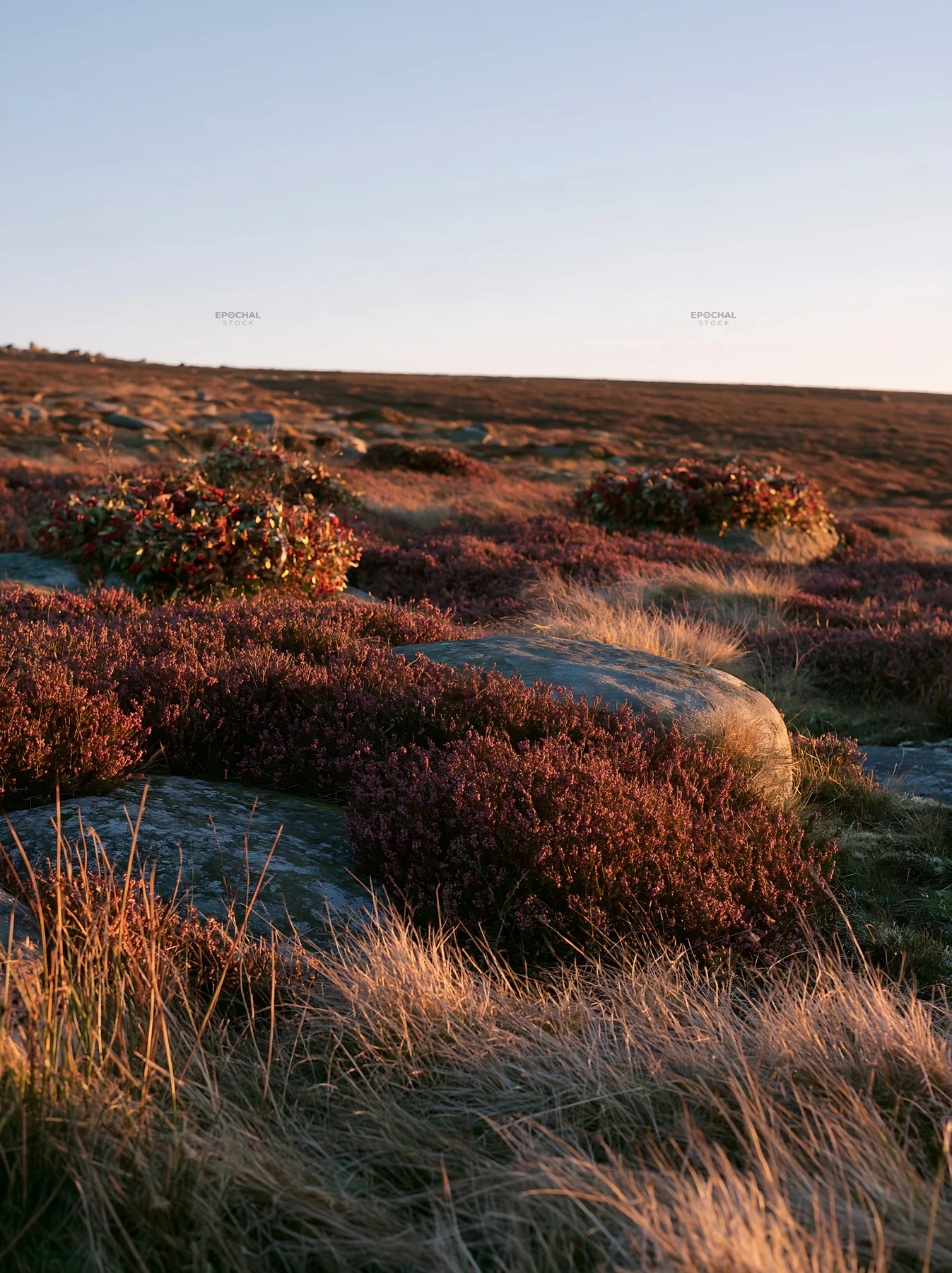 Expansive Christmas meadow with pink heather and wreaths - AI-generated stock image
