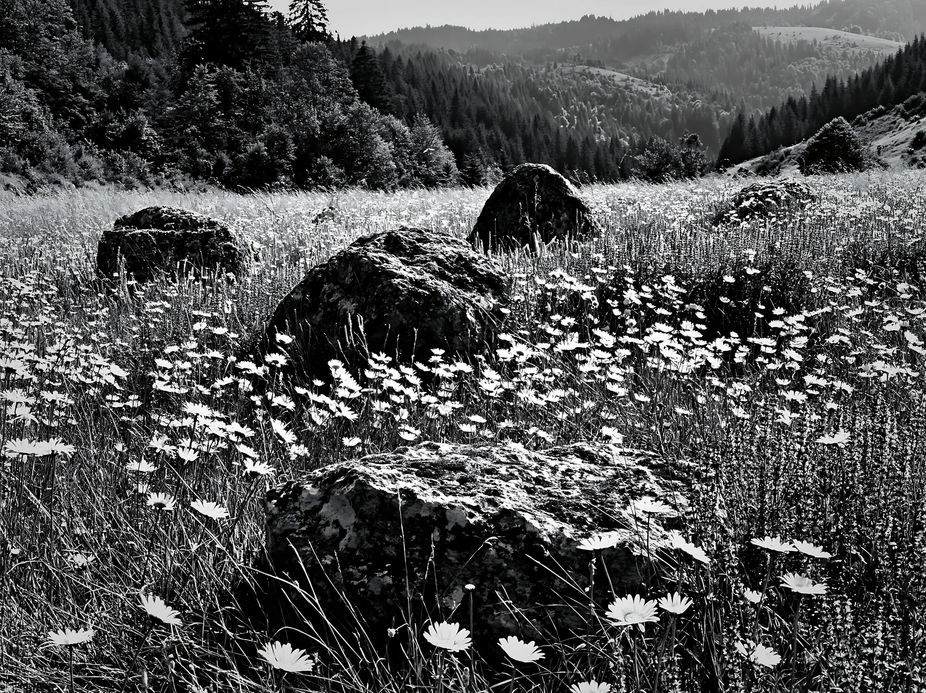 Meadow with boulders and wildflowers in black and white - AI-generated stock image