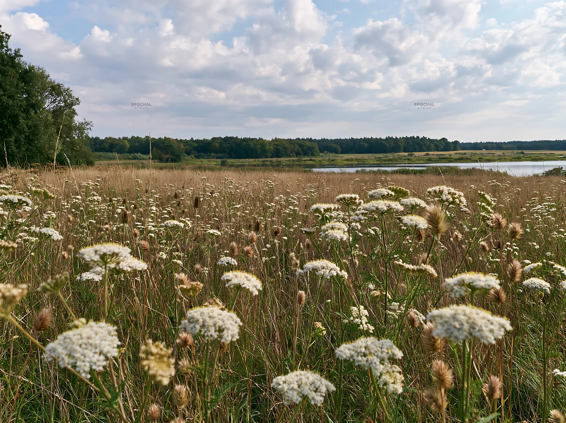 German lakeside meadow with flowers and clouds in the sky - AI-generated stock image
