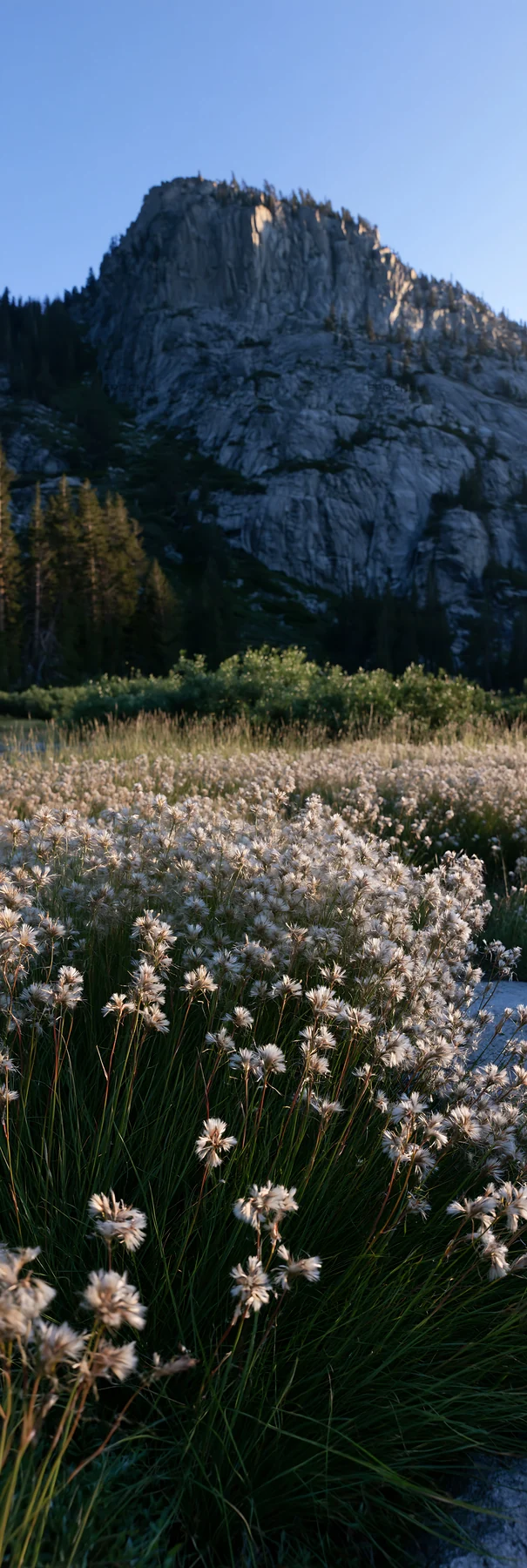 Meadow grass seedheads in a natural setting with mountains - AI-generated stock image