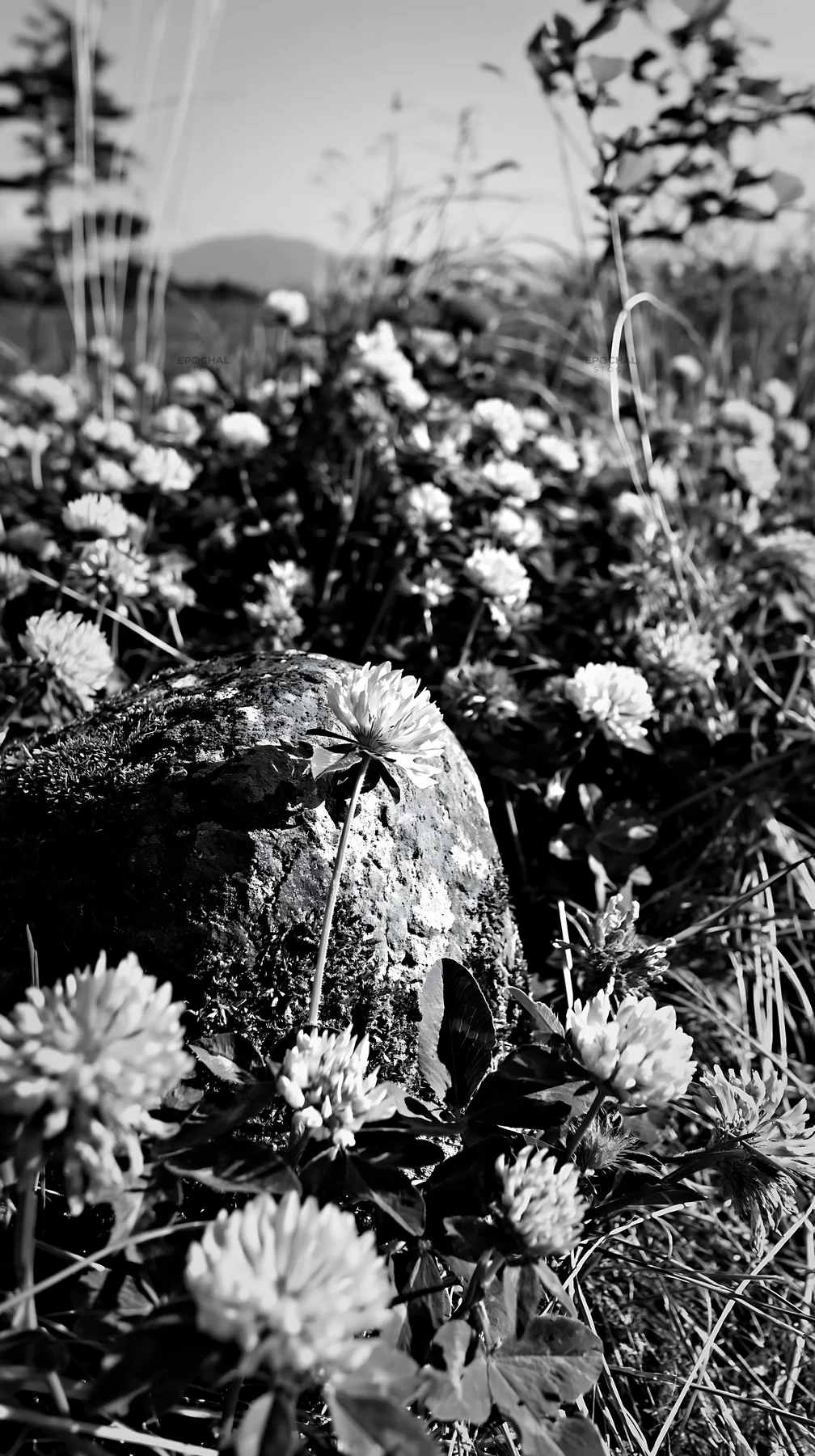 Black and white miyagi spring recovery meadow mossy stone with pink clover flowers - AI-generated stock image