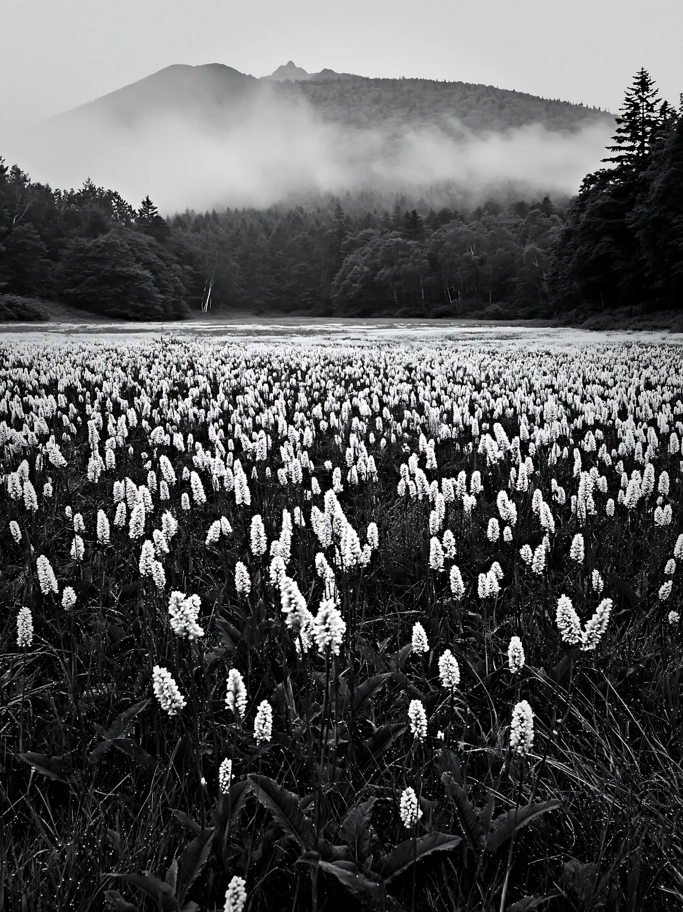 Expansive Hokkaido restoration meadow with dewdrops - AI-generated stock image