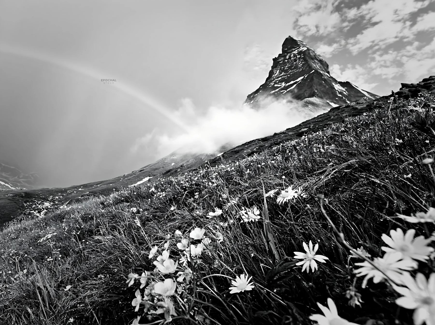 Matterhorn alpine wildflower meadow with mountain view - AI-generated stock image