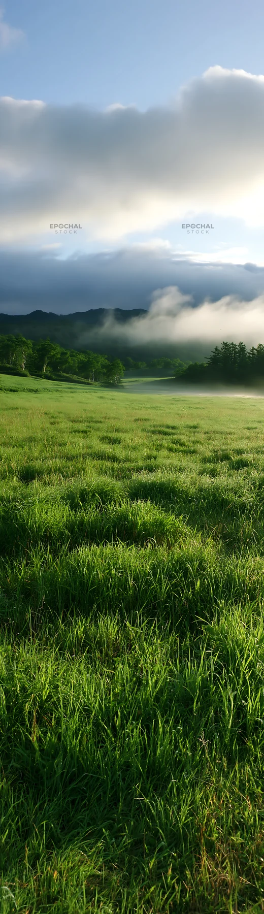 Expansive Hokkaido restoration meadow with dewdrops - AI-generated stock image