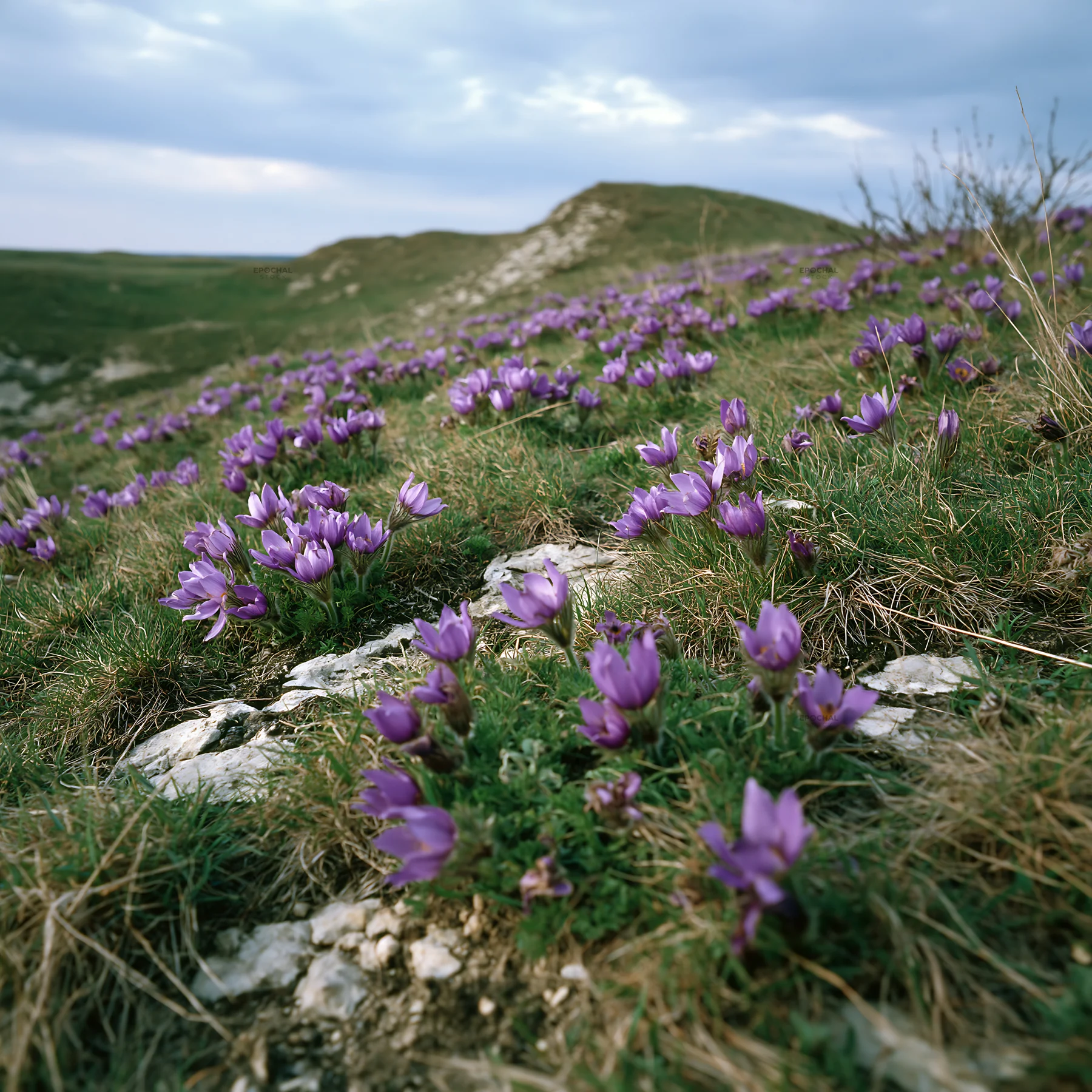 Cloudy meadow filled with pasque flowers in spring season - AI-generated stock image