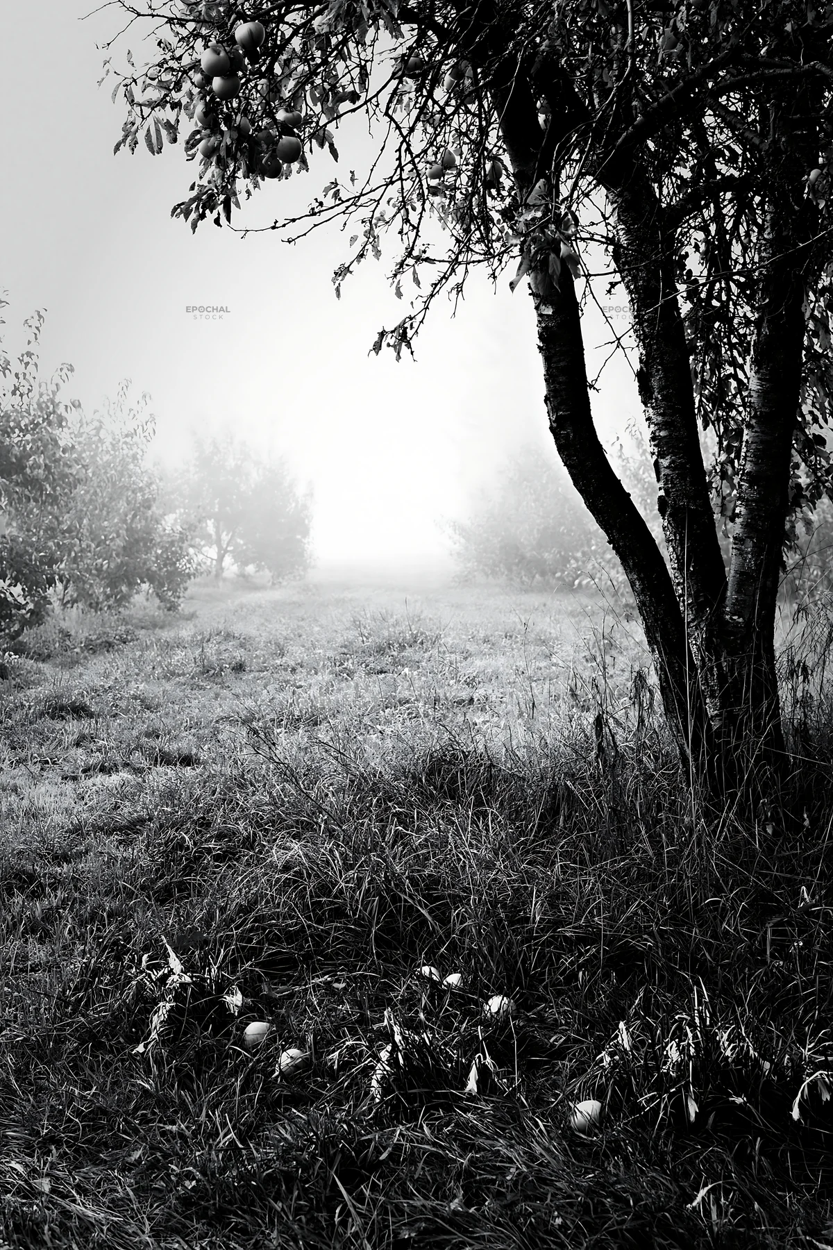 Black and white foggy orchard meadow with trees and fallen apples - AI-generated stock image