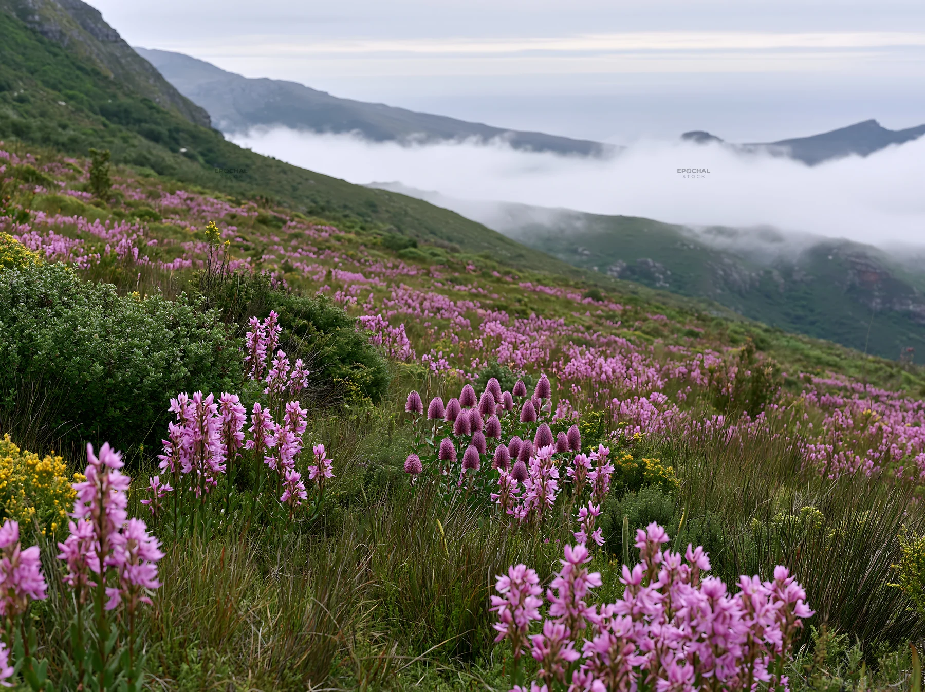 Colorful meadow filled with various orchids in the mountains - AI-generated stock image