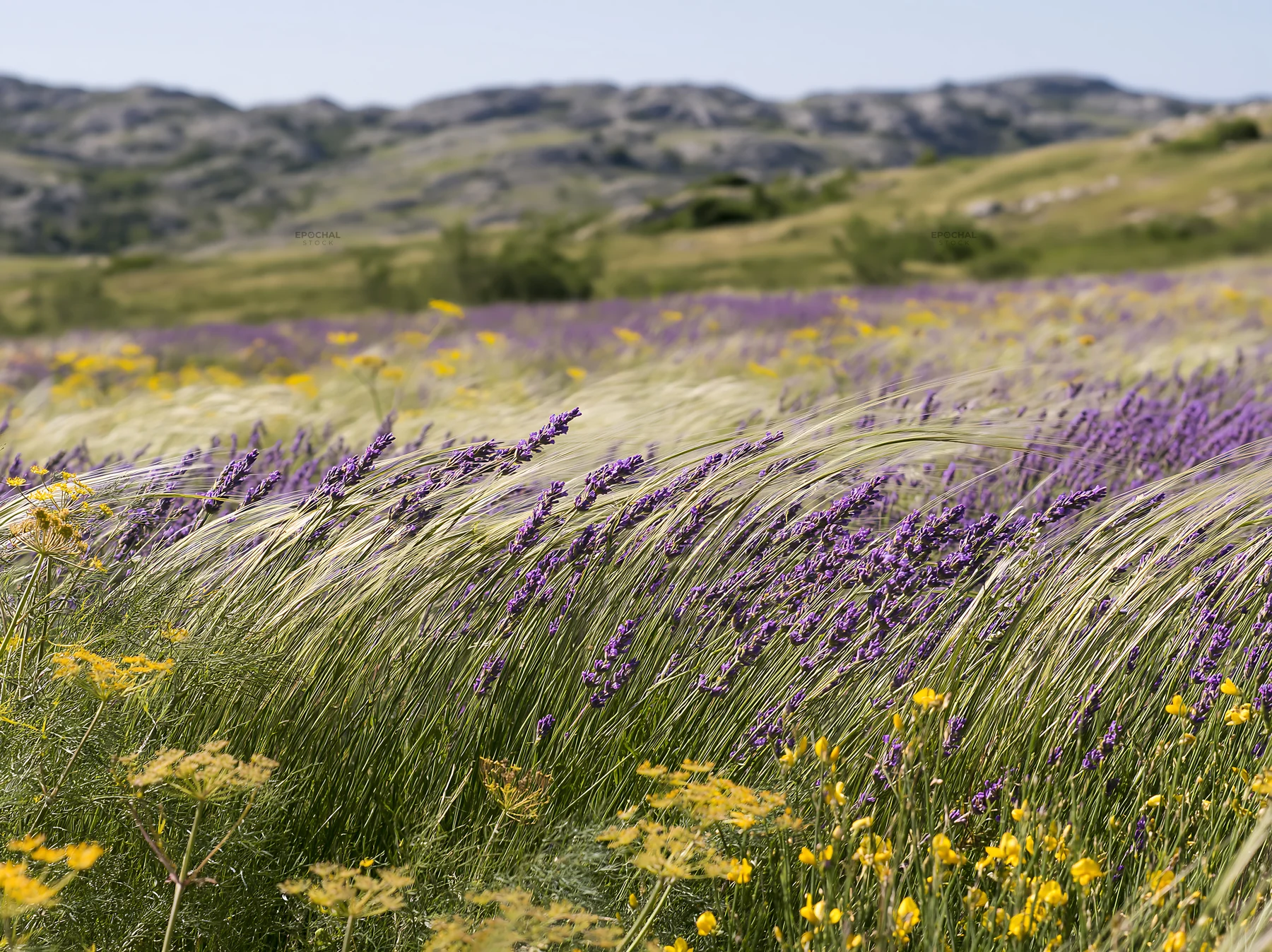 Colorful lavender meadow with yellow flowers in the background - AI-generated stock image