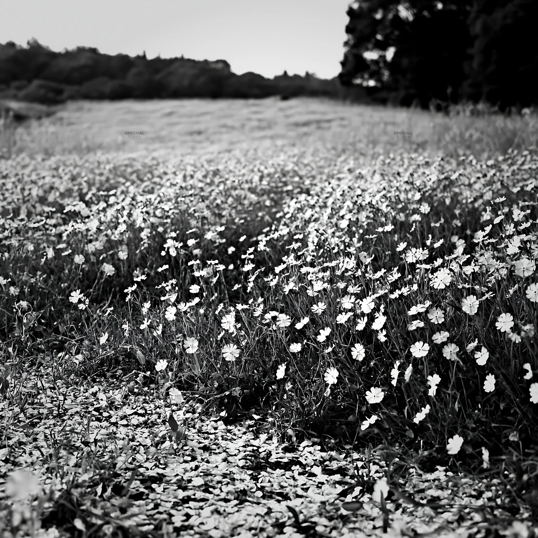 Fallen blossoms in a Fukuoka spring meadow - AI-generated stock image
