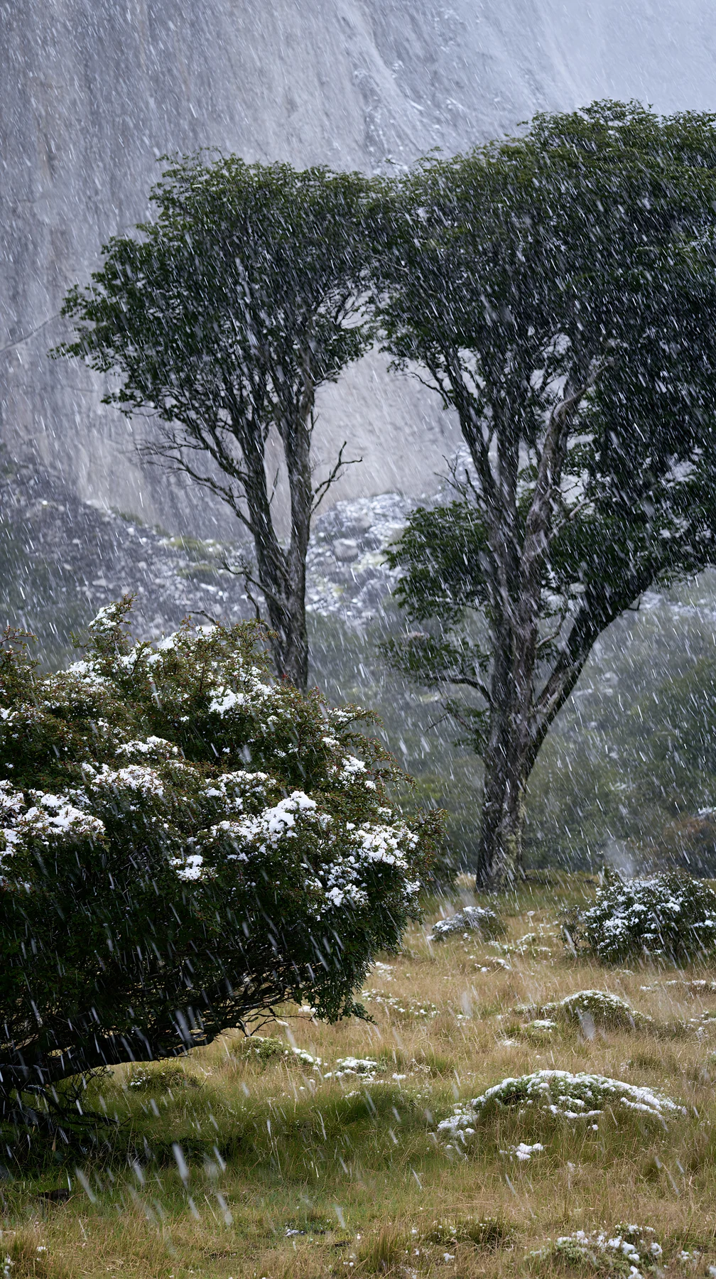 Snowfall in Torres del Paine meadow with trees and rocks - AI-generated stock image