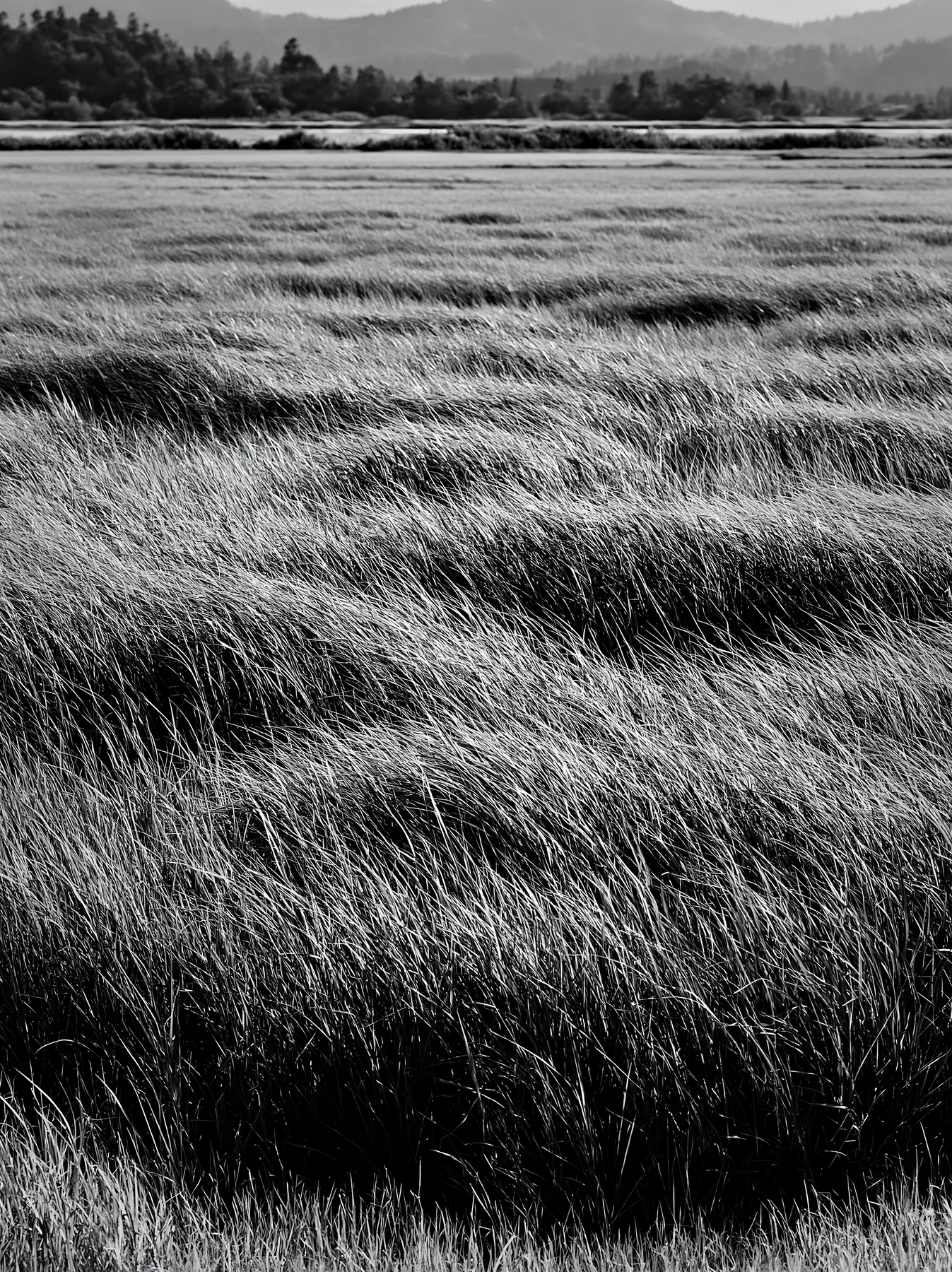 Black and white shiga wetland meadow climate adaptation reeds in sunny landscape - AI-generated stock image