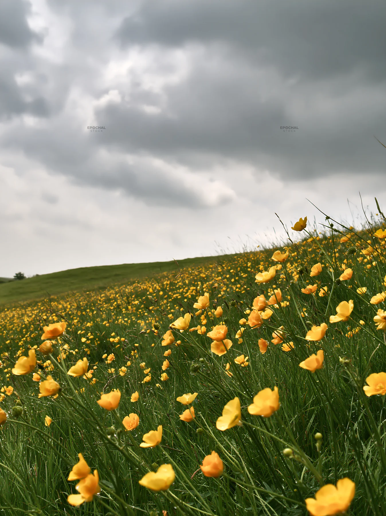 Colorful buttercup meadow under cloudy sky - AI-generated stock image